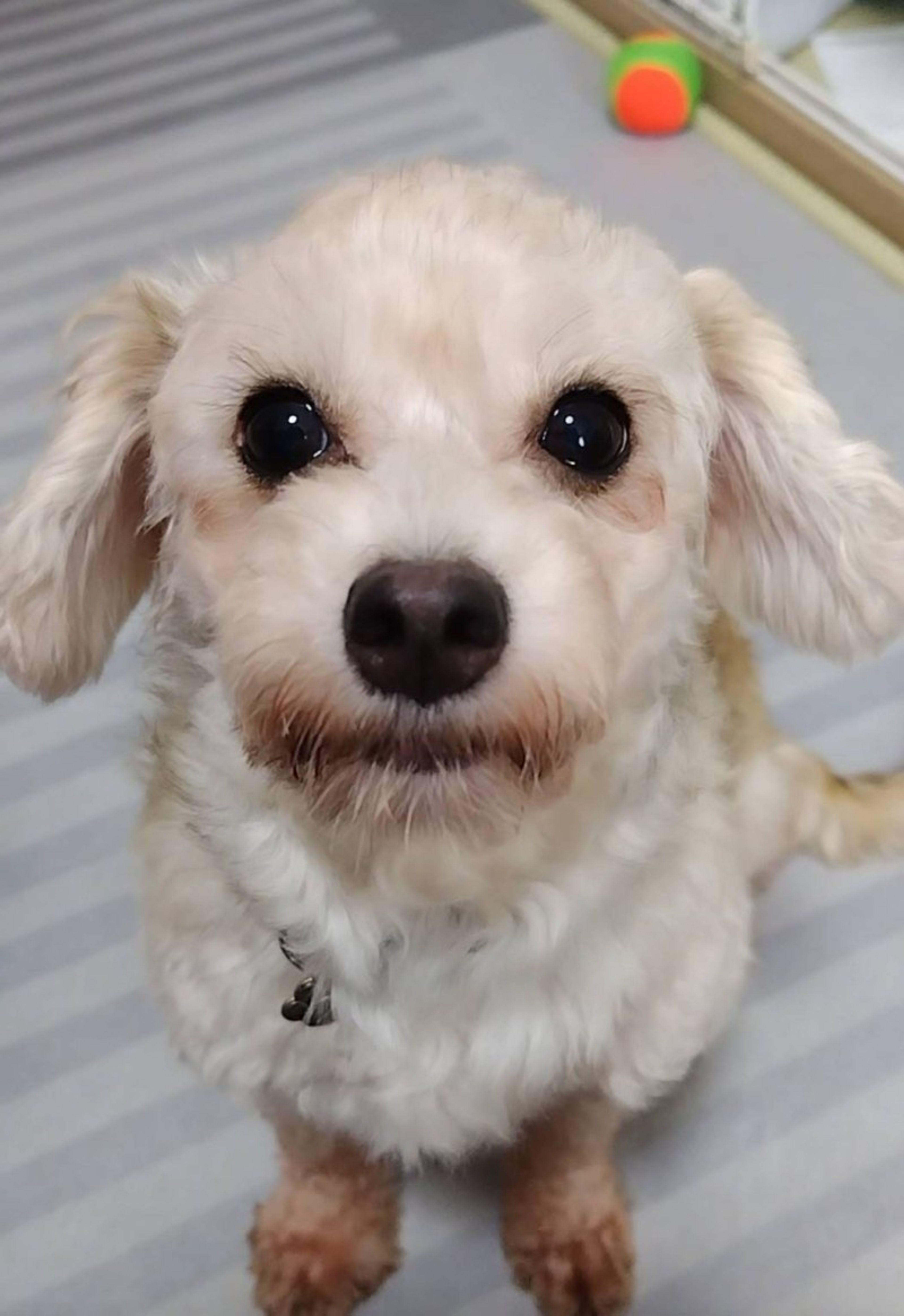 pet-image-6