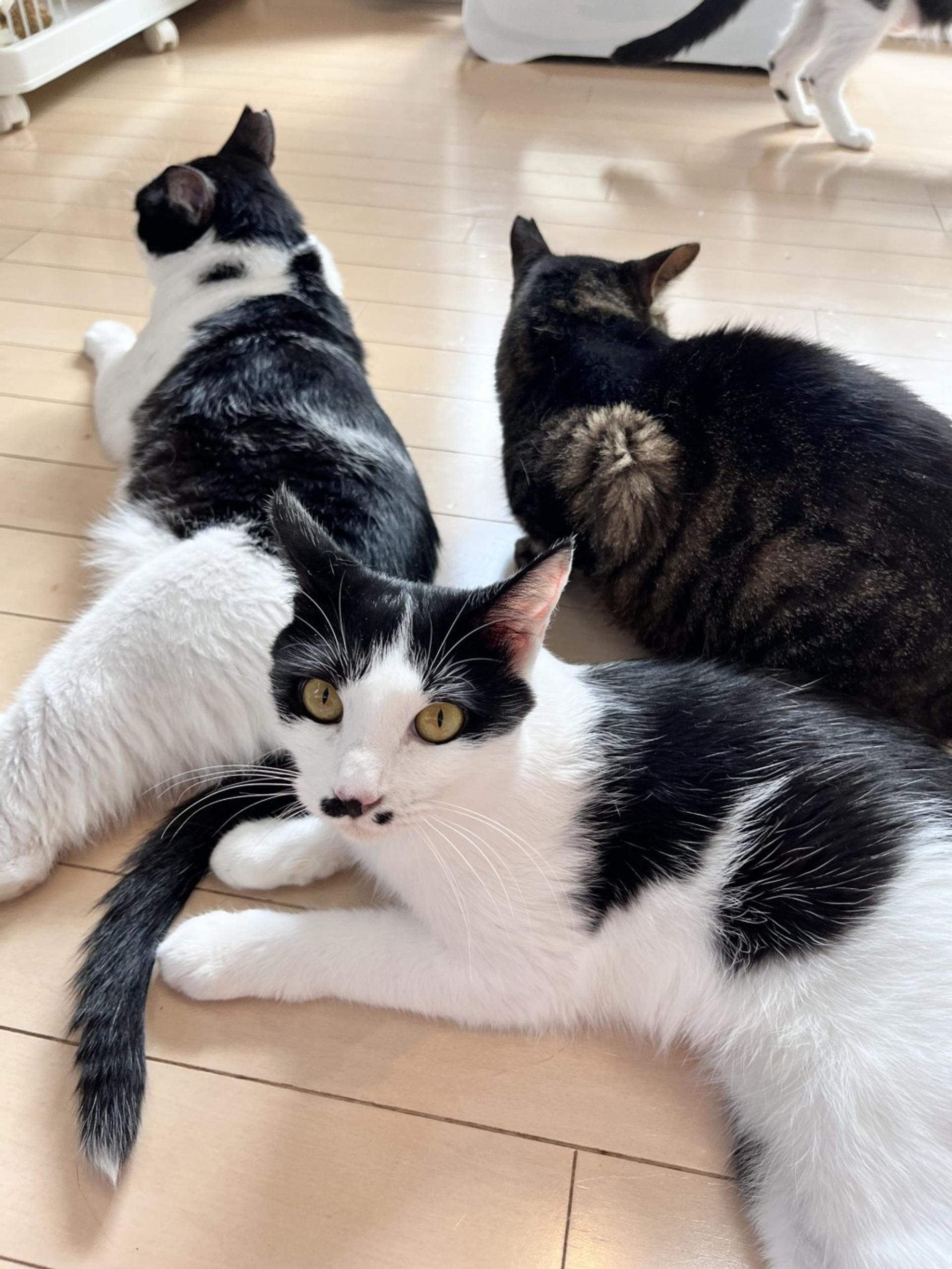 pet-image-4