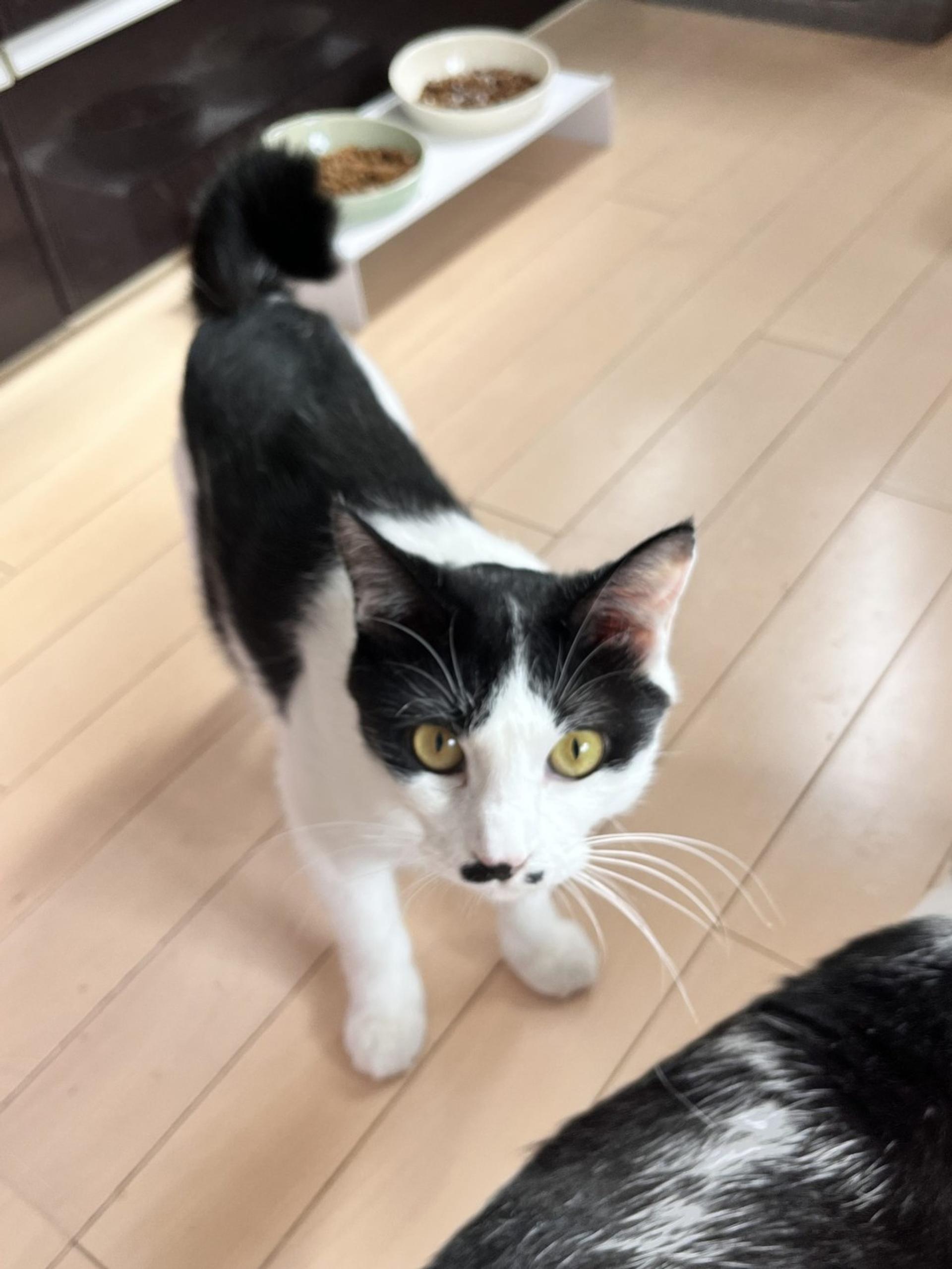pet-image-3