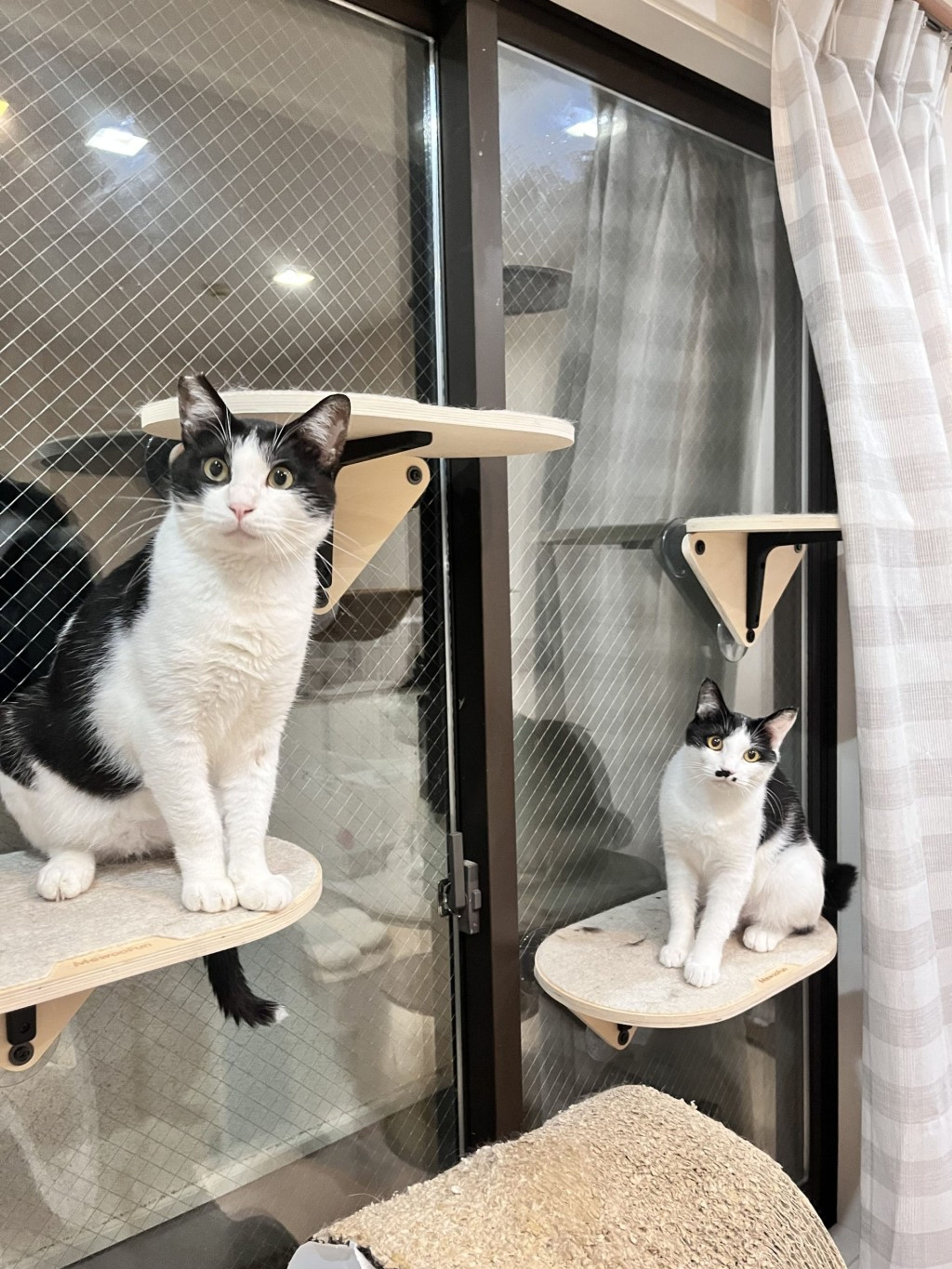 押しかけ出産ママちゃん | 雑種（ミックス猫） | ミャオ！ねこの