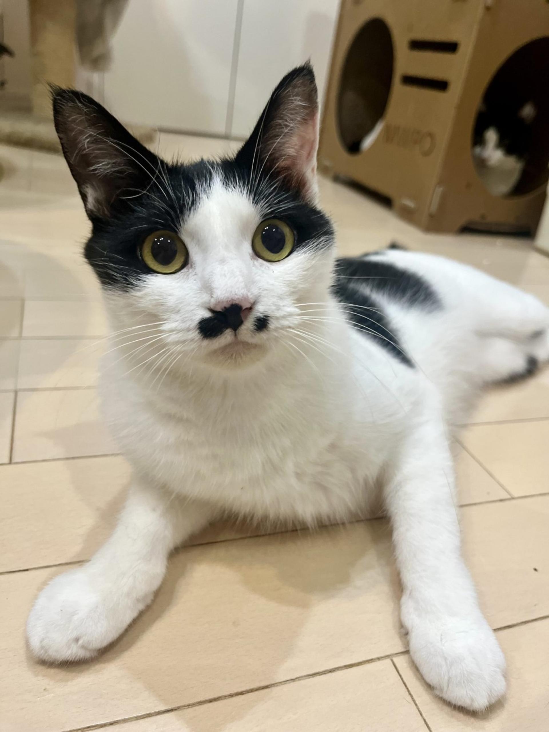 pet-image-5