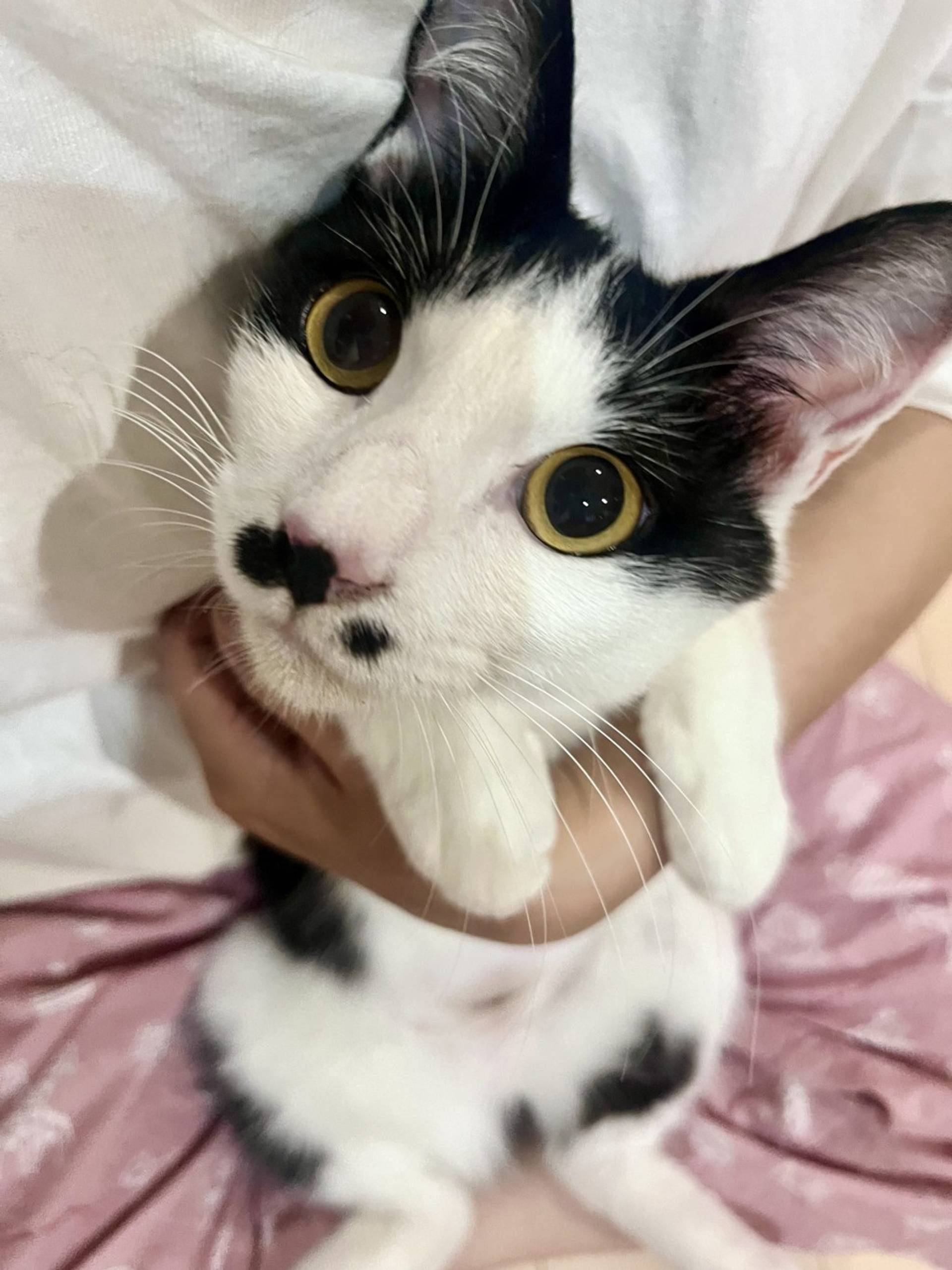雑種（ミックス猫）・メスの里親募集の写真