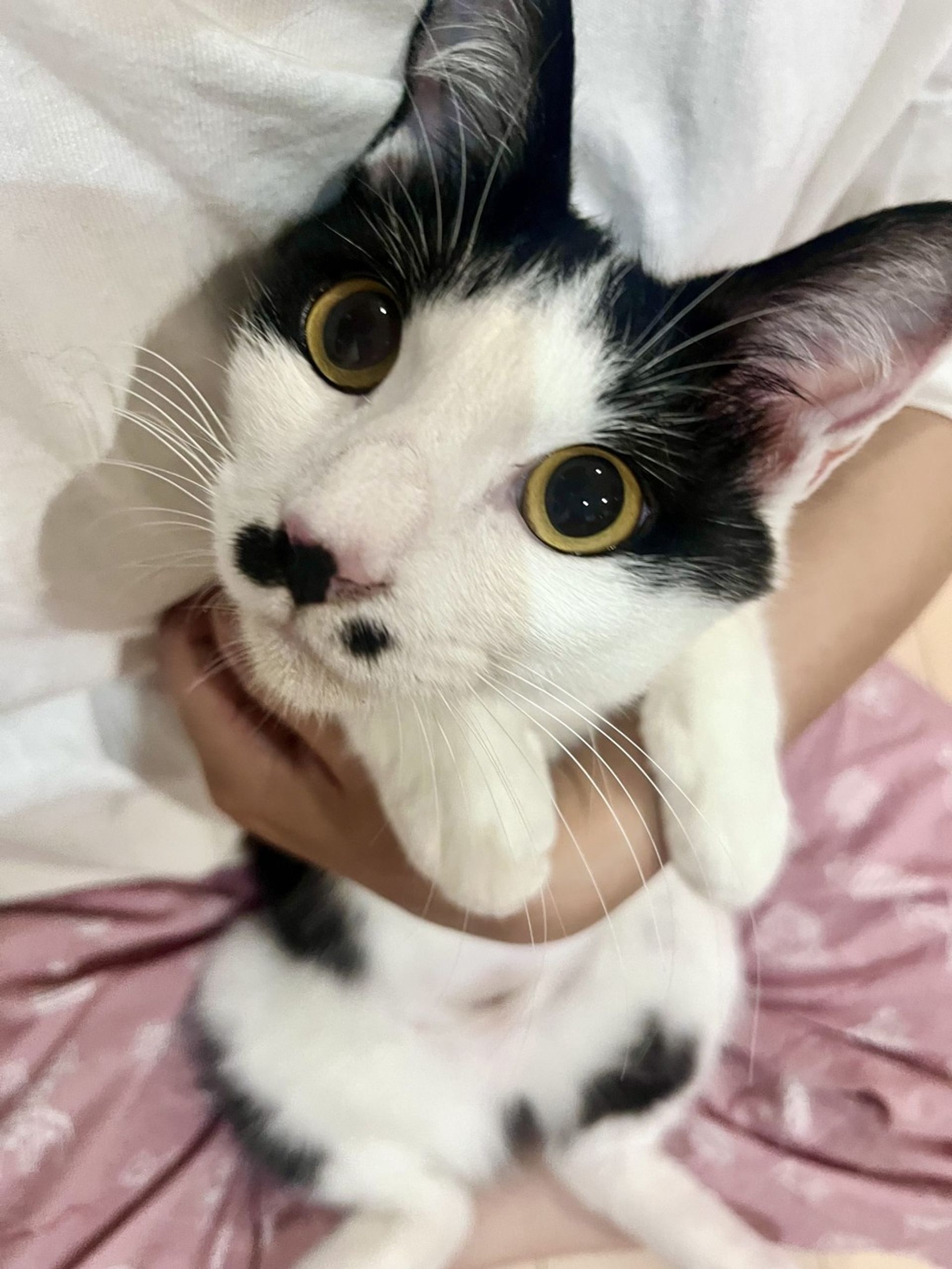 雑種（ミックス猫）・メスの里親募集の写真