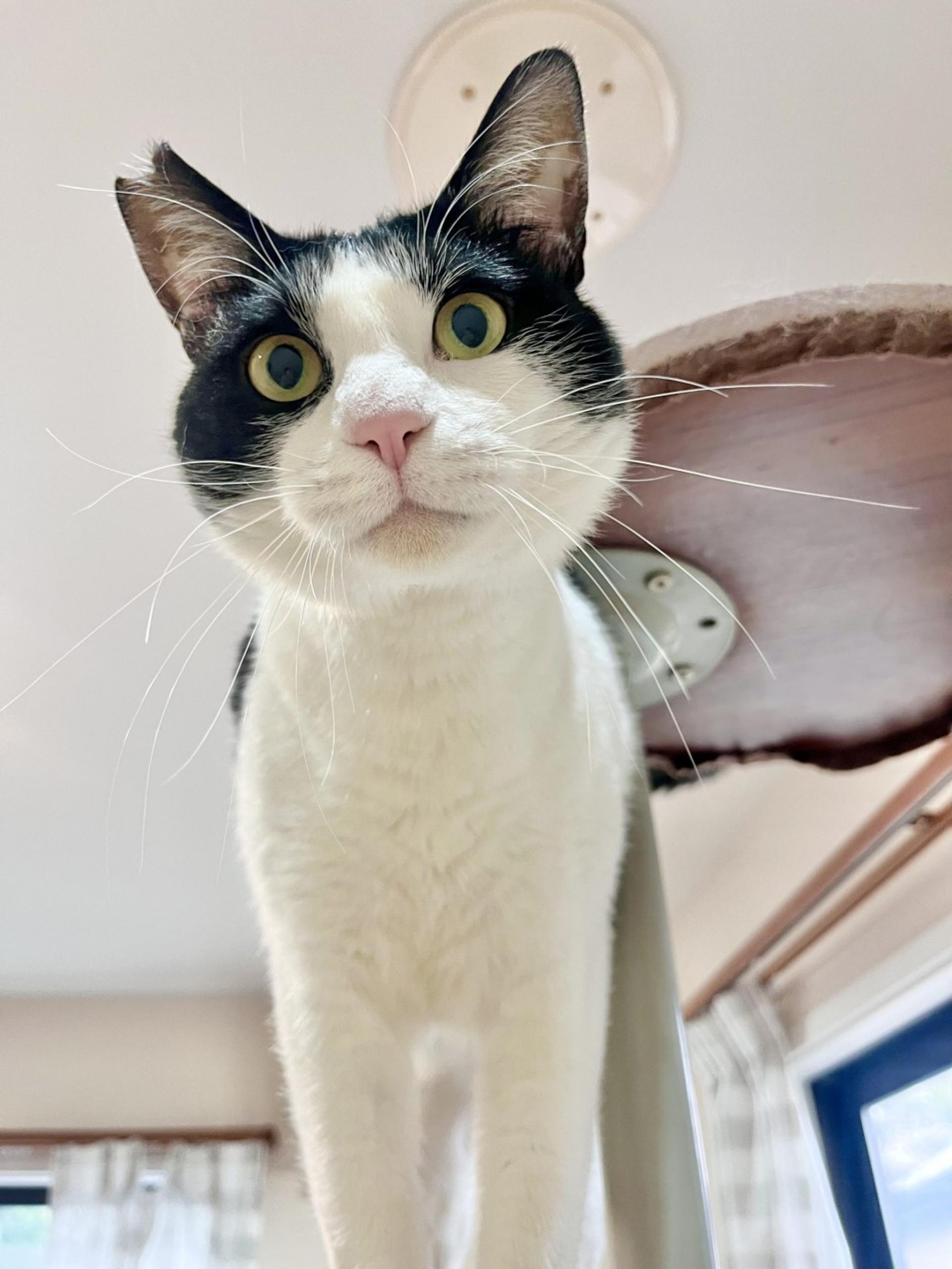 pet-image-4