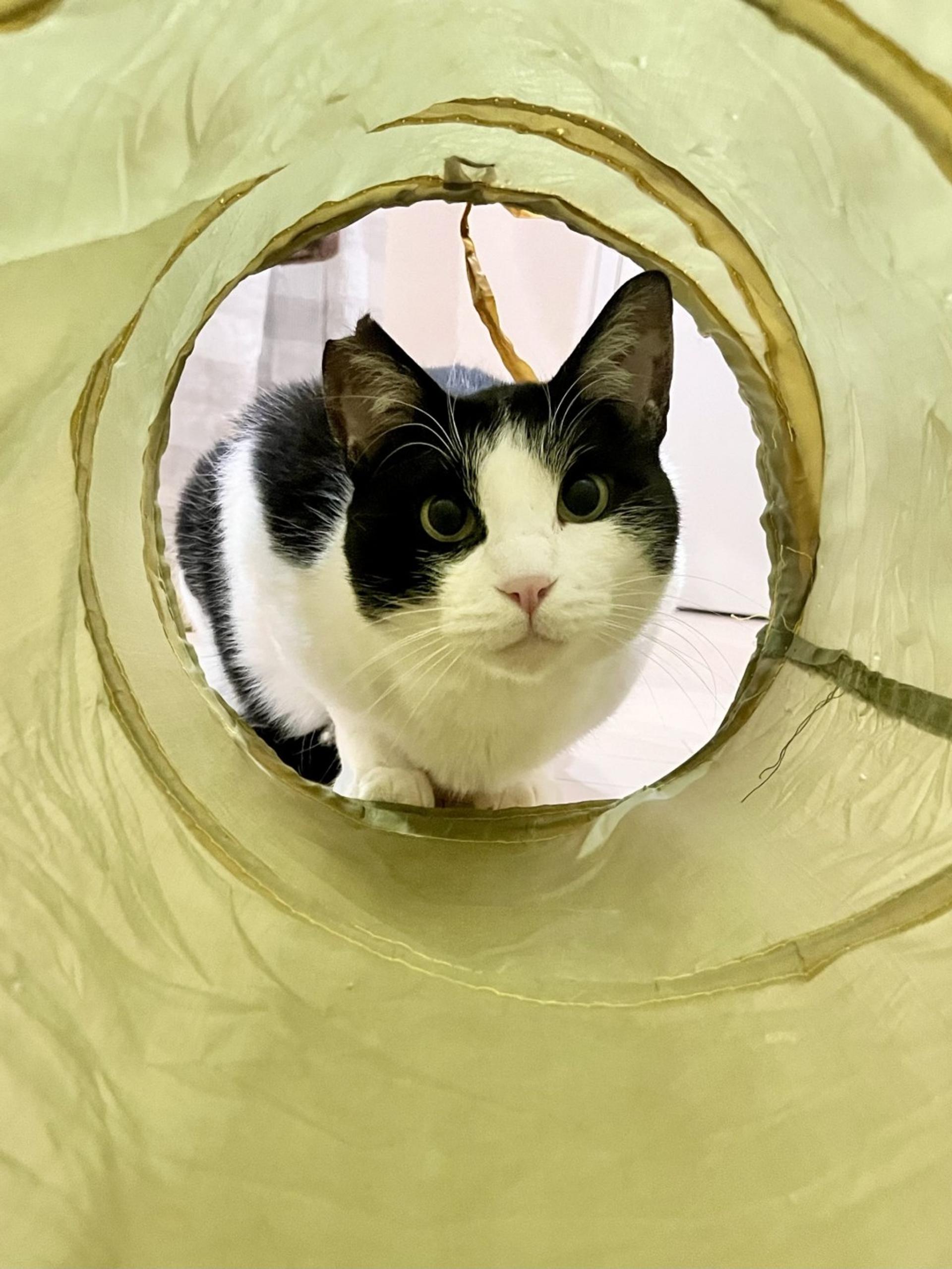 pet-image-5