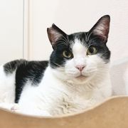 ミャオ！ねこのおうち | OMUSUBI by ペトコト｜保護犬・保護猫