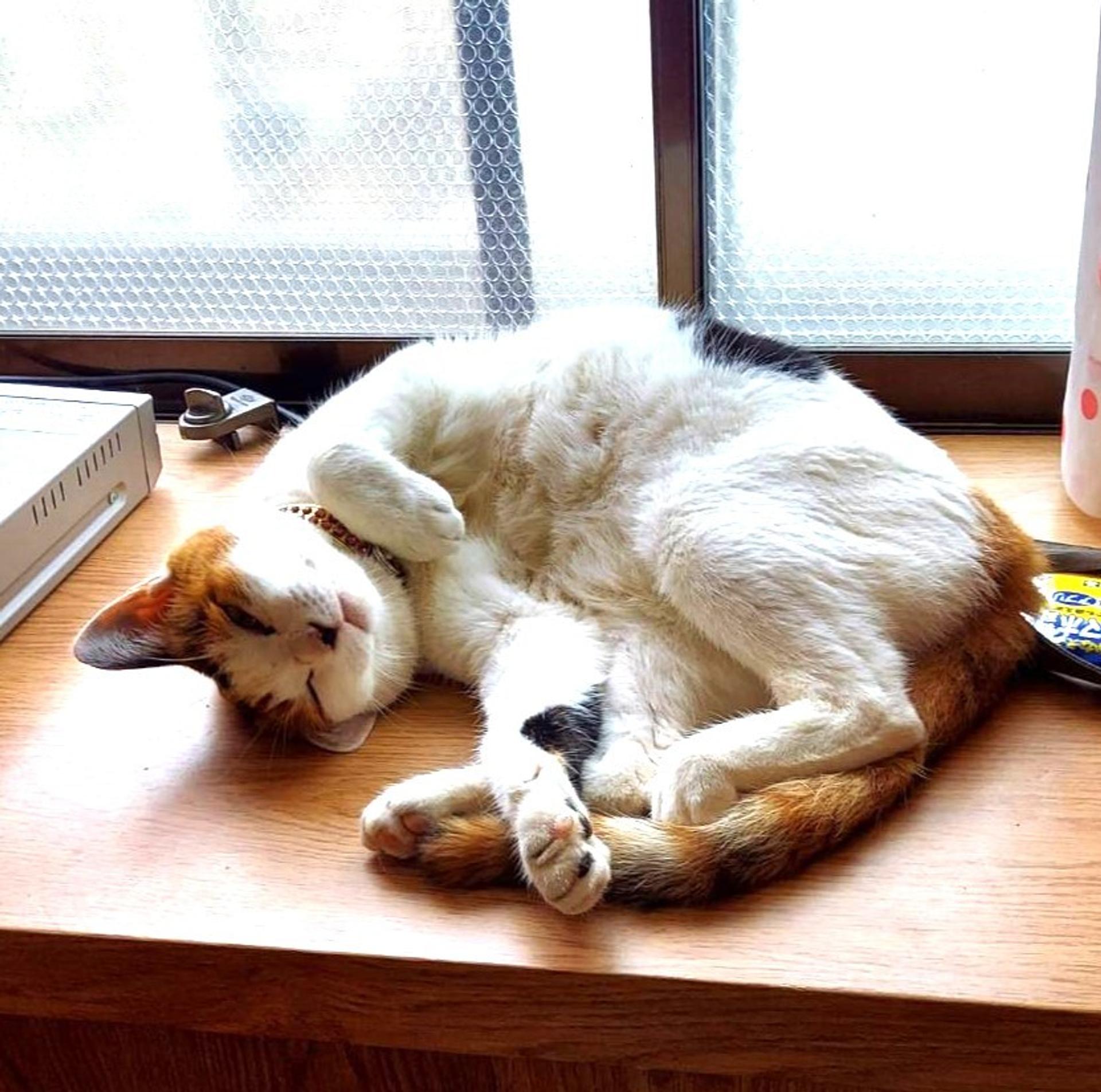 pet-image-5