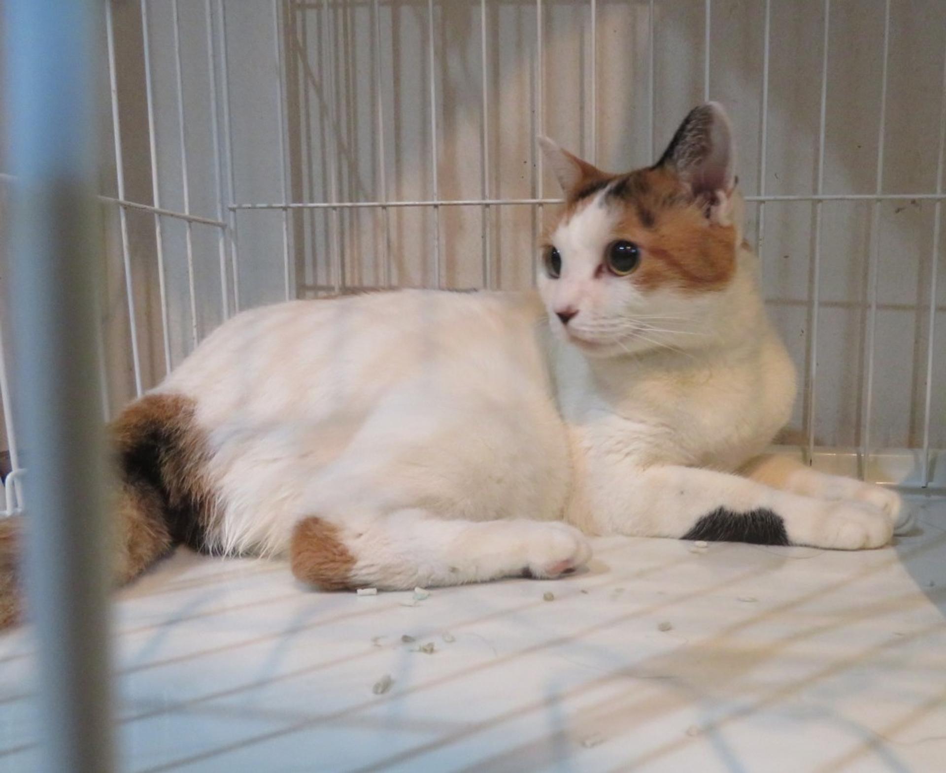 pet-image-6
