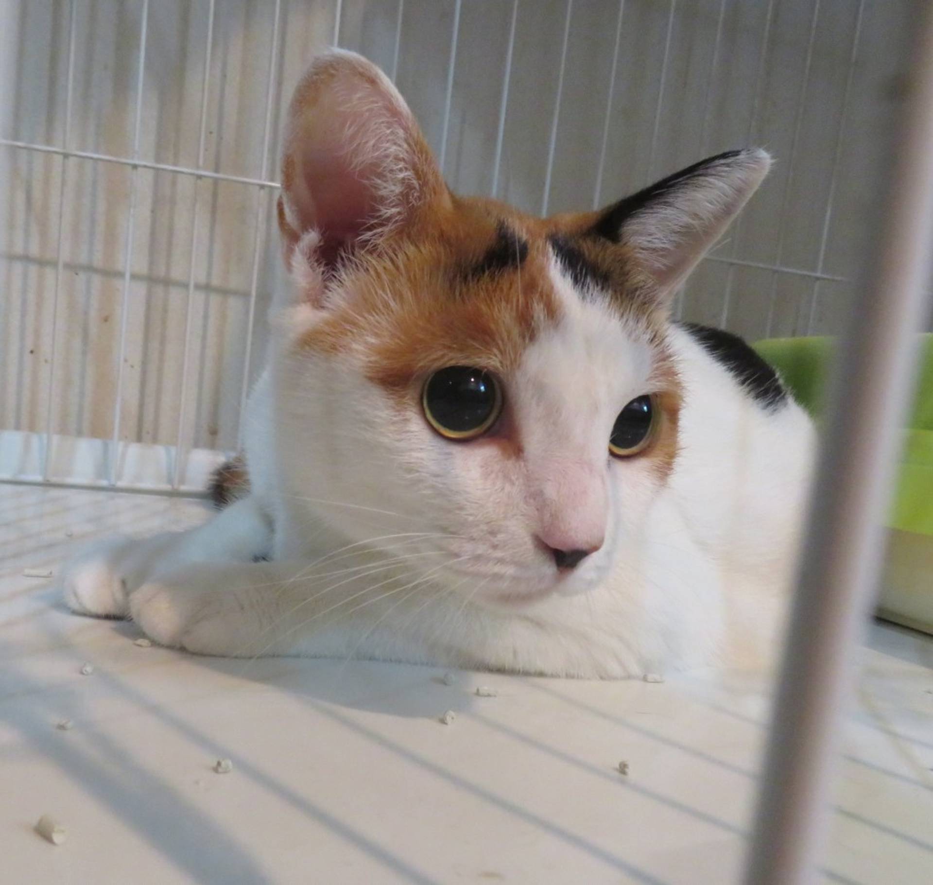雑種（ミックス猫）・オスの里親募集の写真