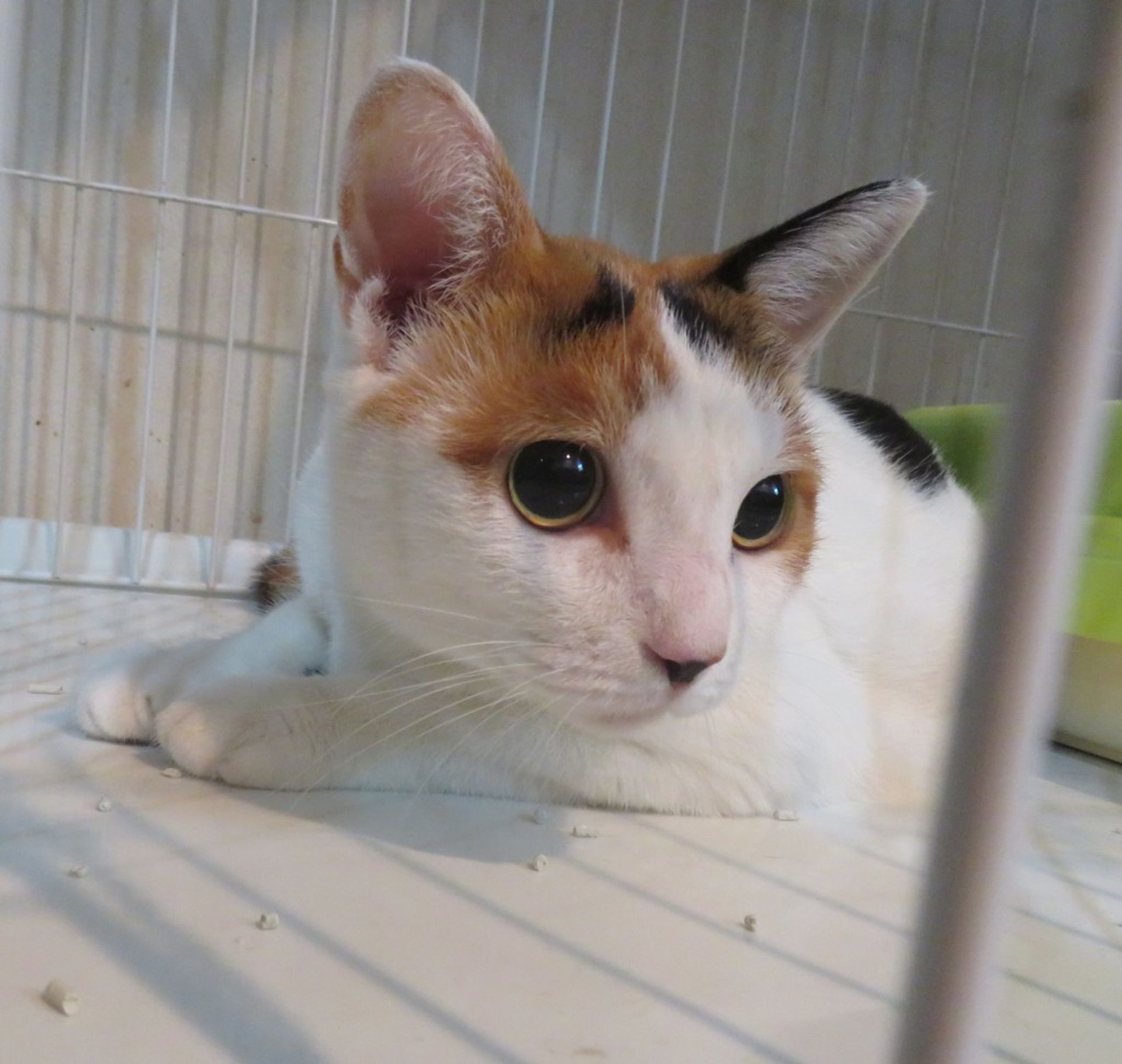 雑種（ミックス猫）・オスの里親募集の写真