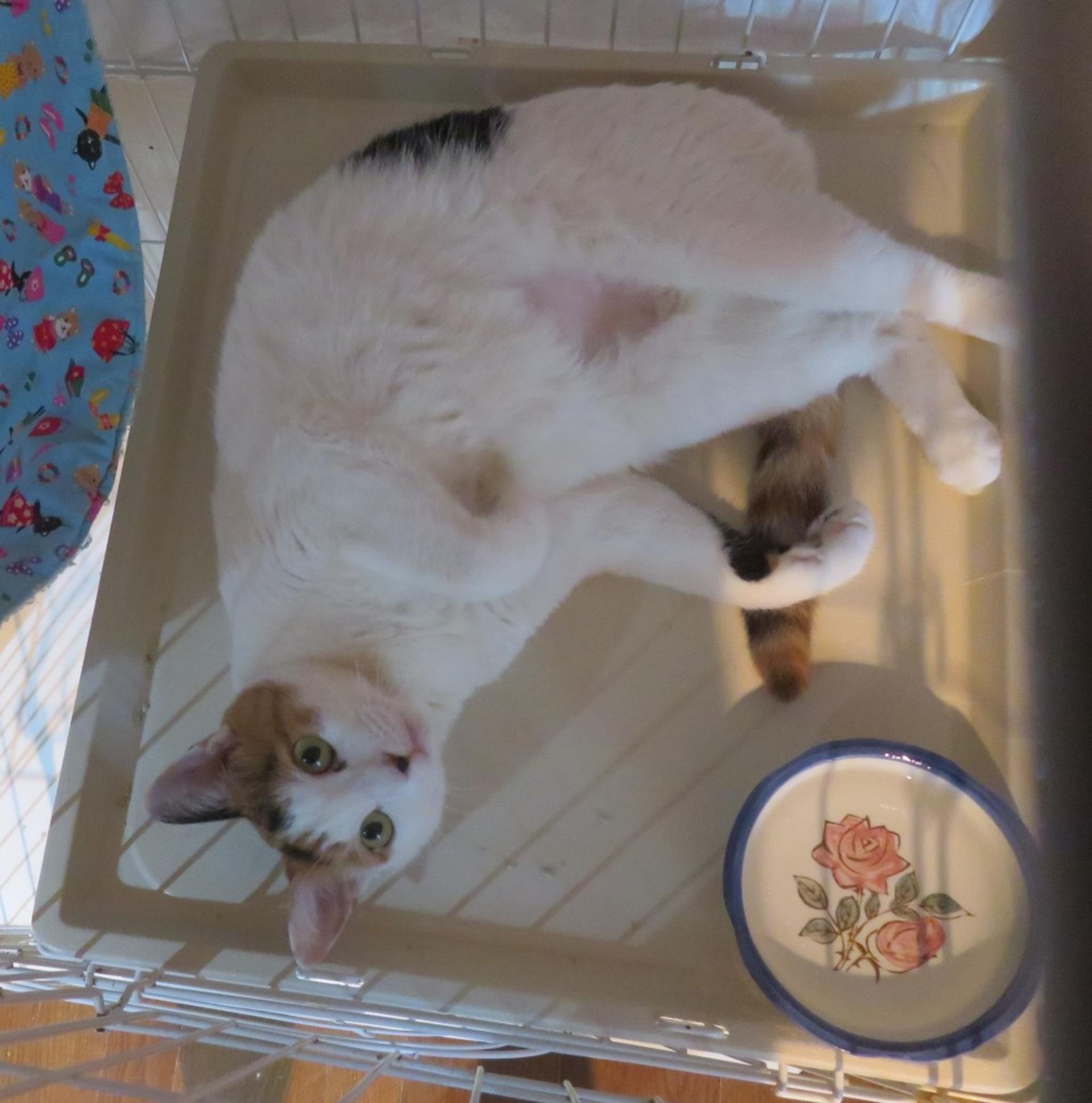 pet-image-4