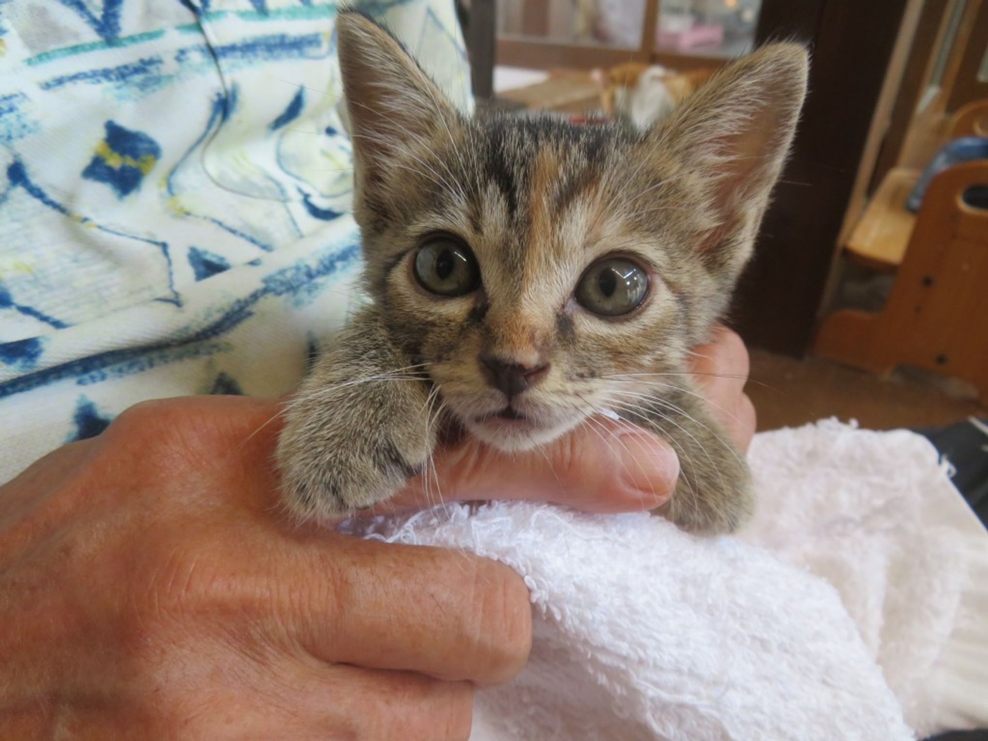 雑種（ミックス猫）・メスの里親募集の写真