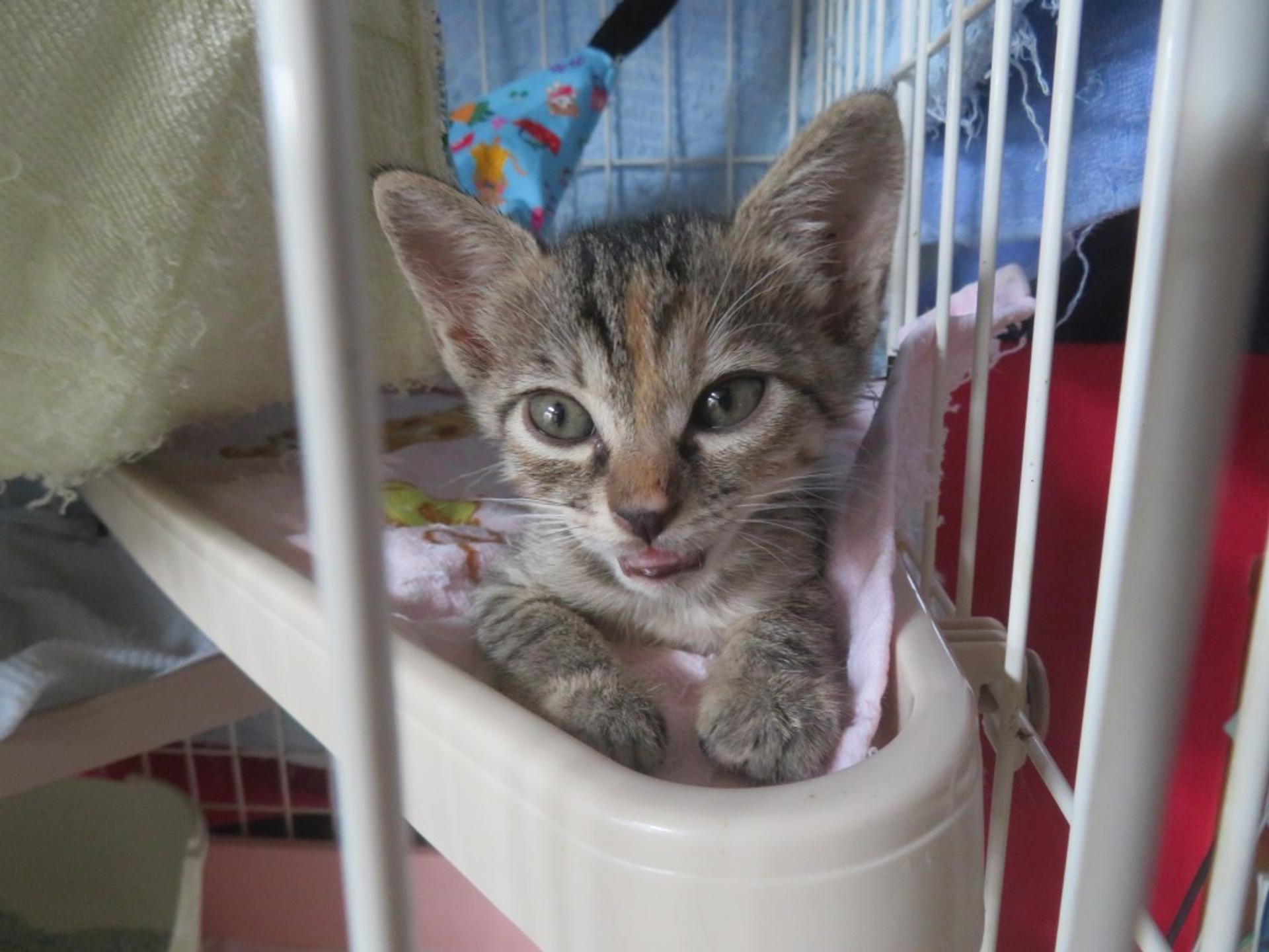 pet-image-4