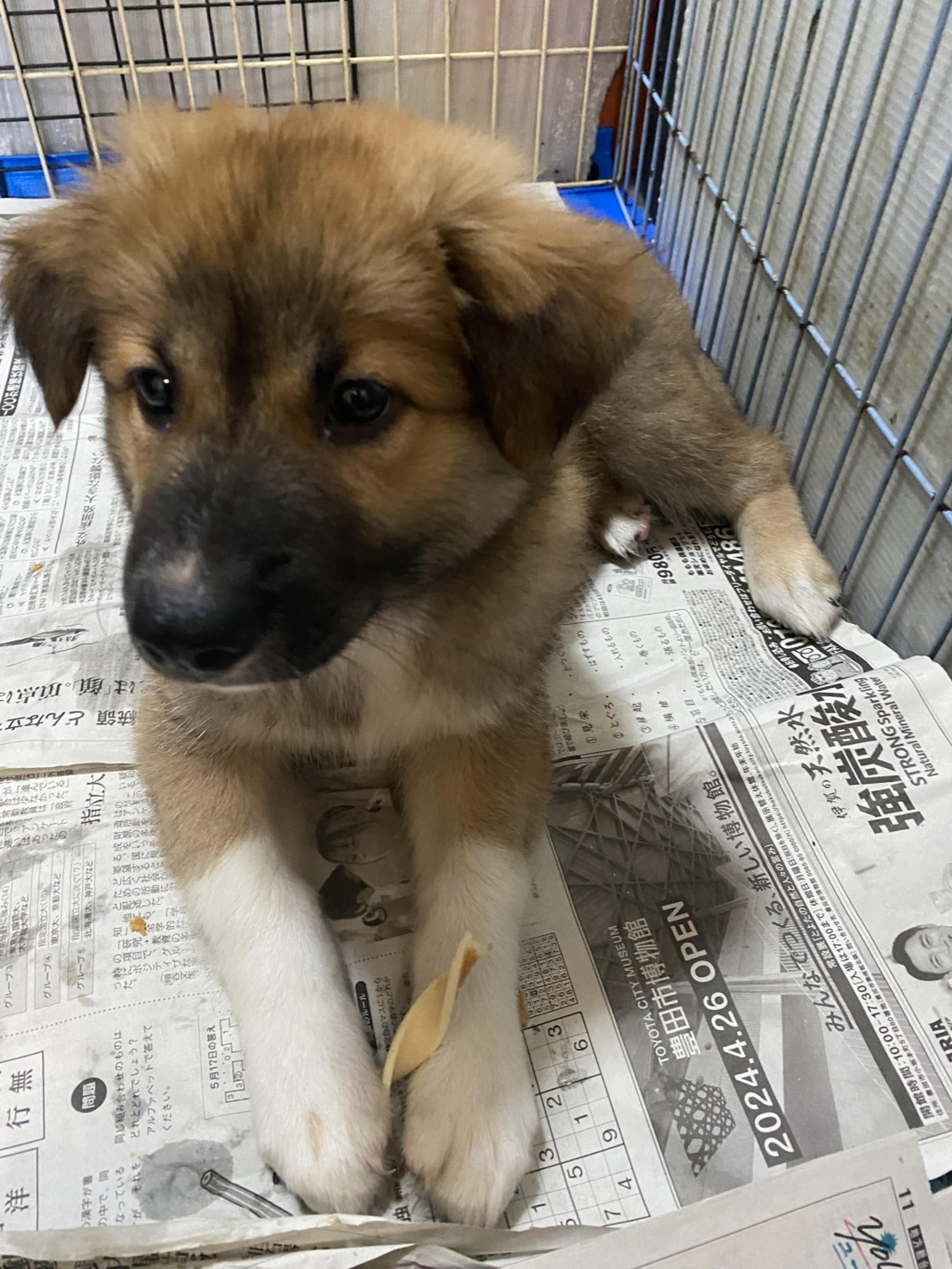 pet-image-3