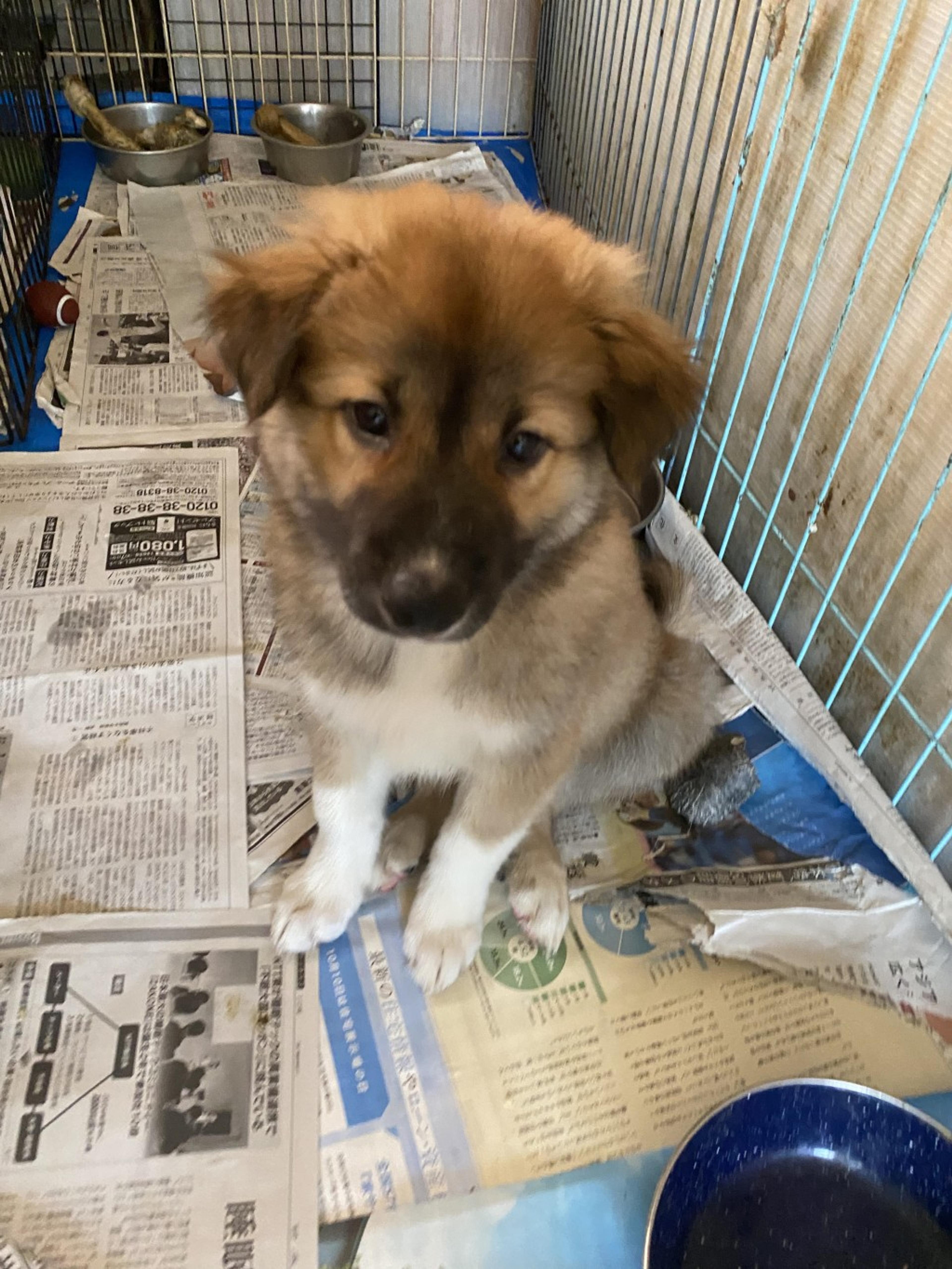 pet-image-2