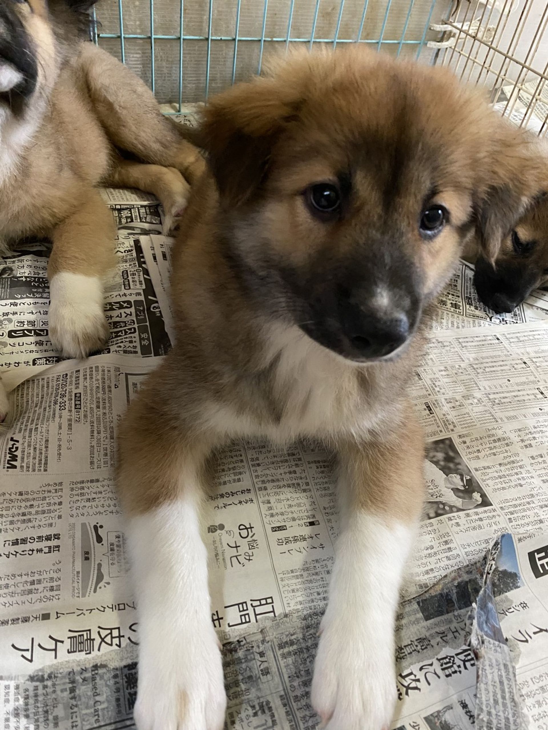 雑種（ミックス犬）・メスの里親募集の写真