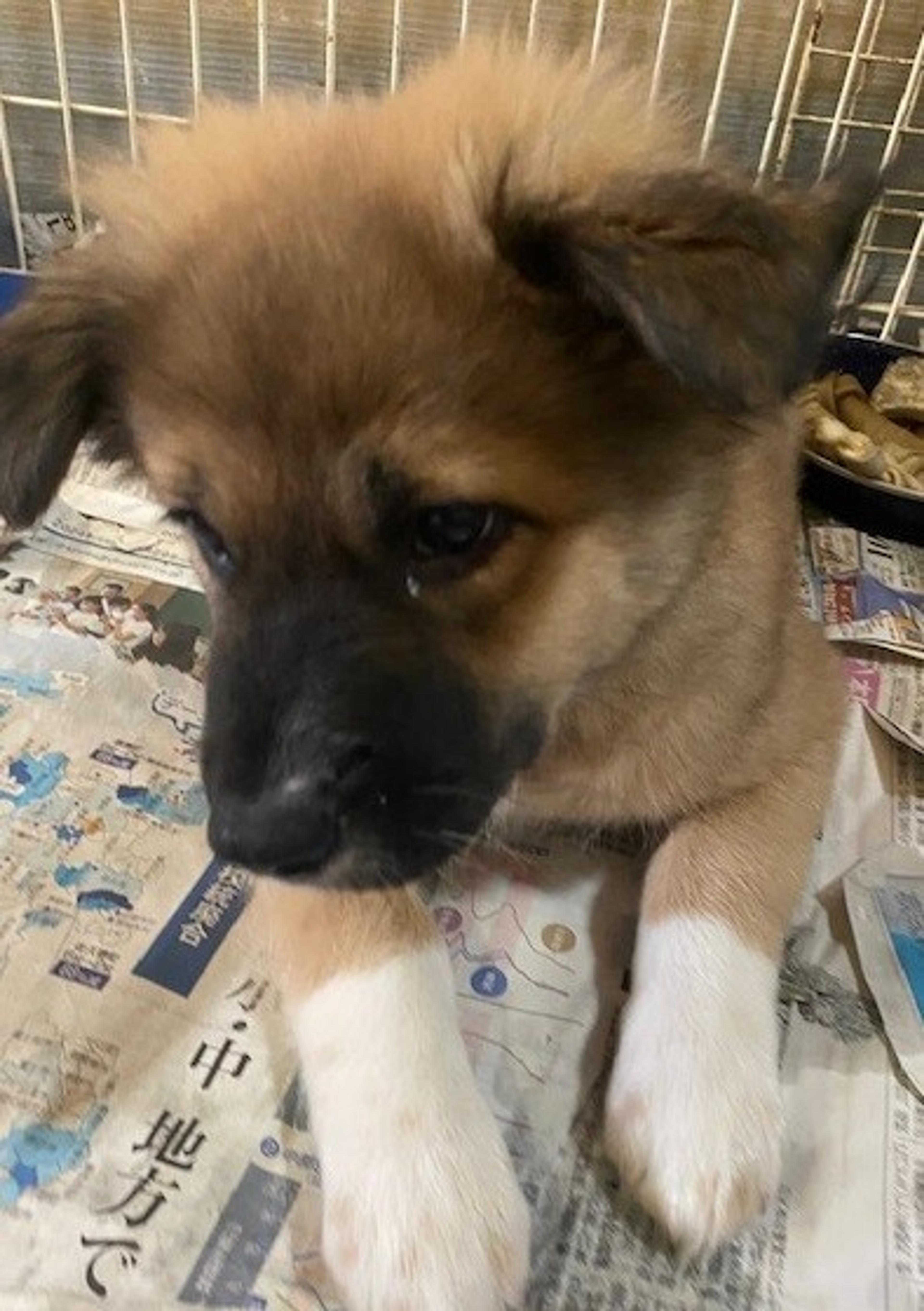 pet-image-2