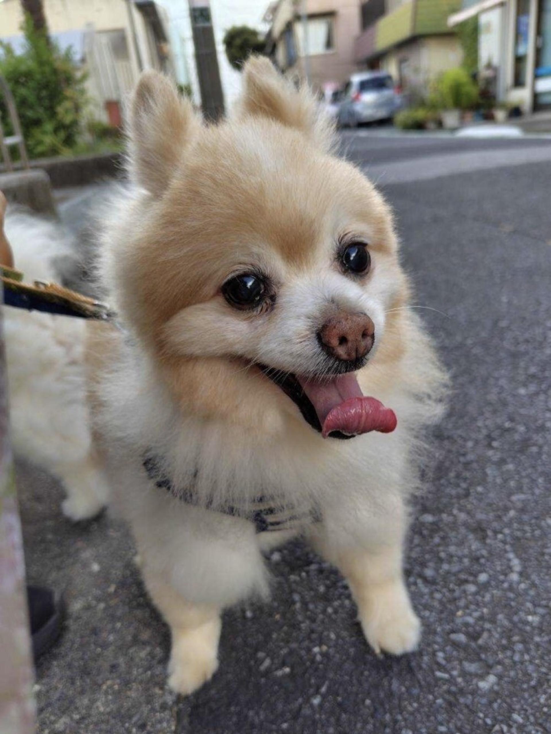 pet-image-3