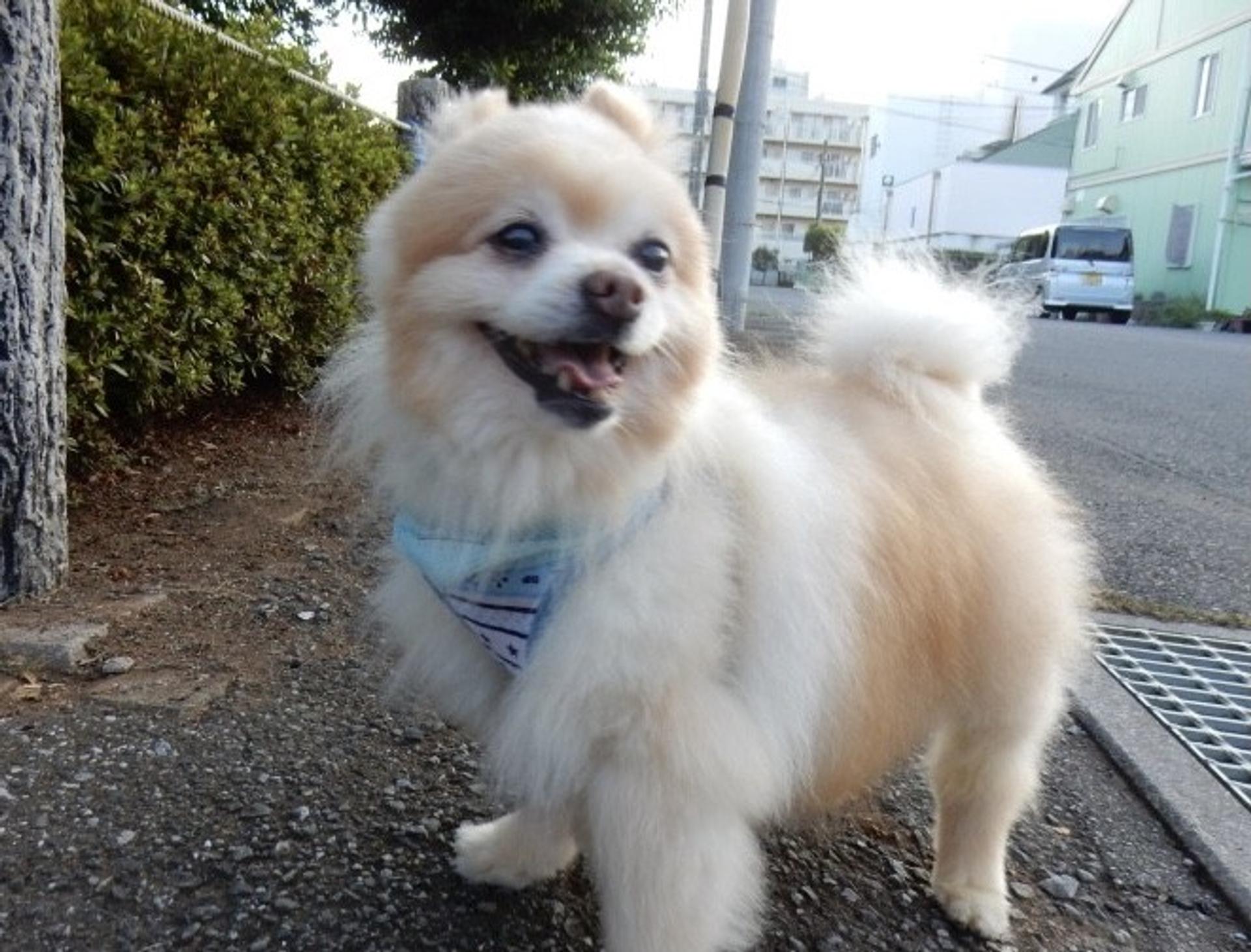 pet-image-4