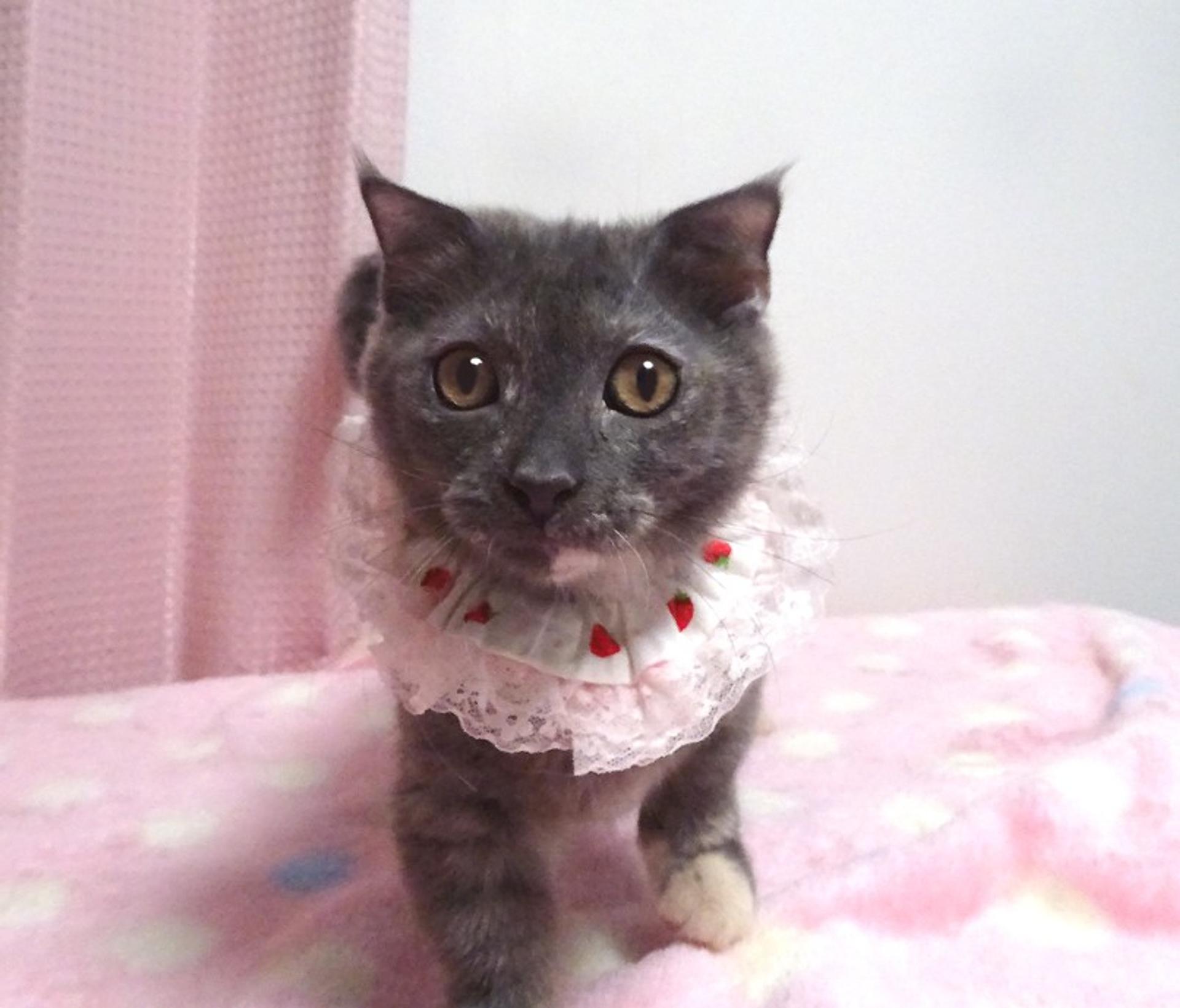 pet-image-2