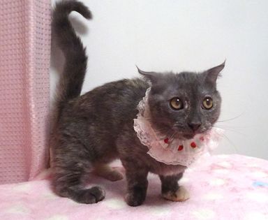 モネちゃんの写真