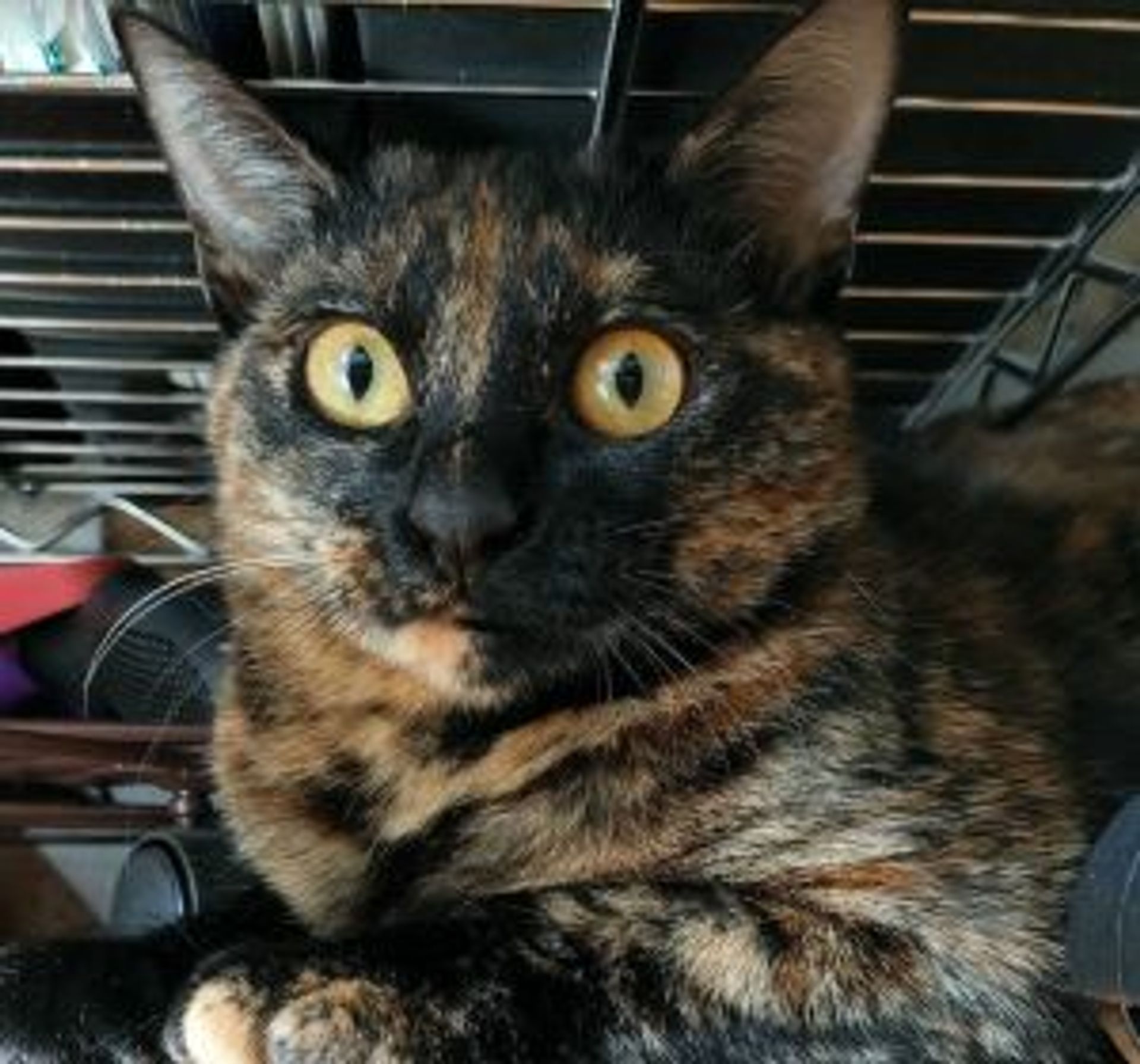 雑種（ミックス猫）・メスの里親募集の写真