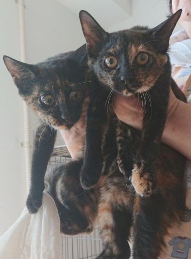 さびこ&さびみ