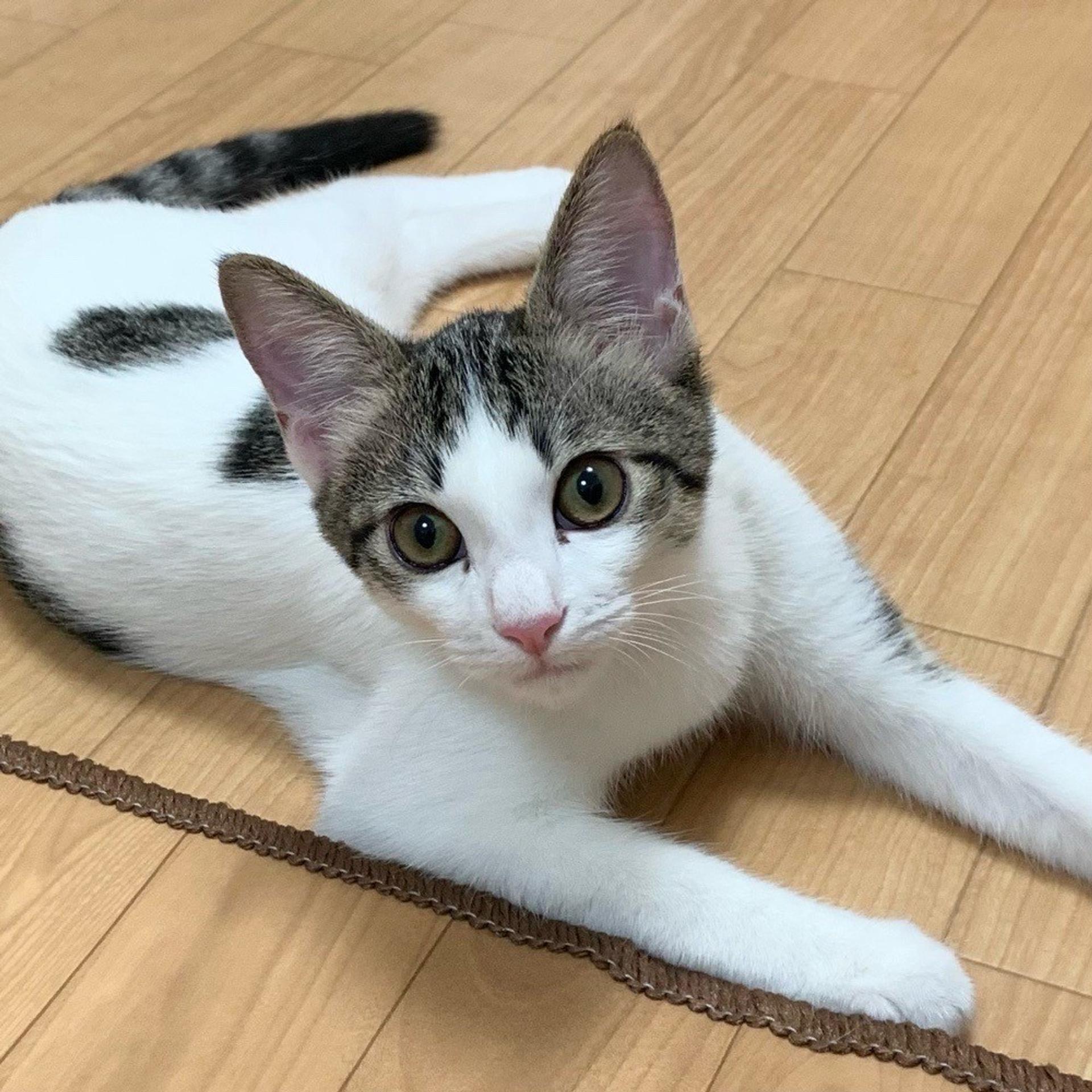 pet-image-2