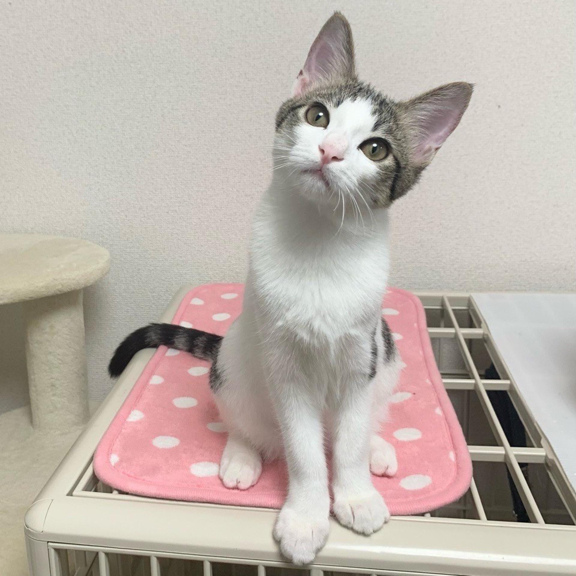 pet-image-4