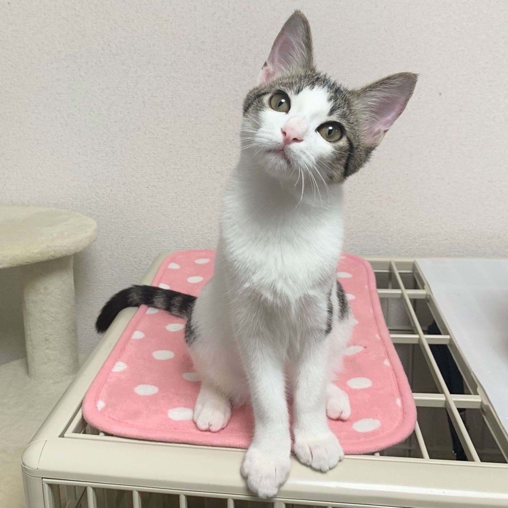 thumbnail-4