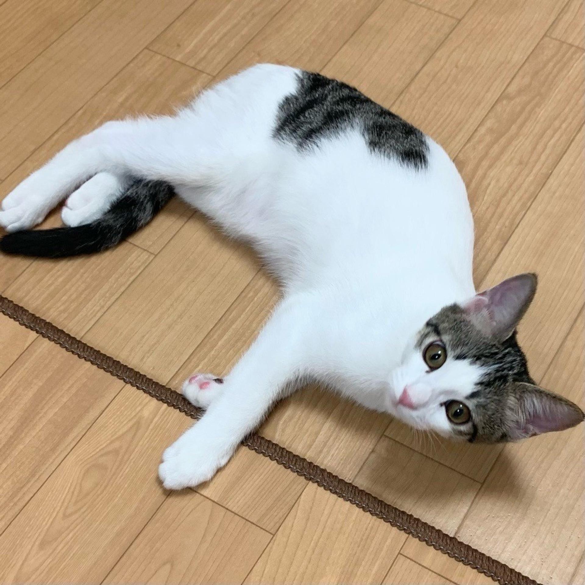 pet-image-5