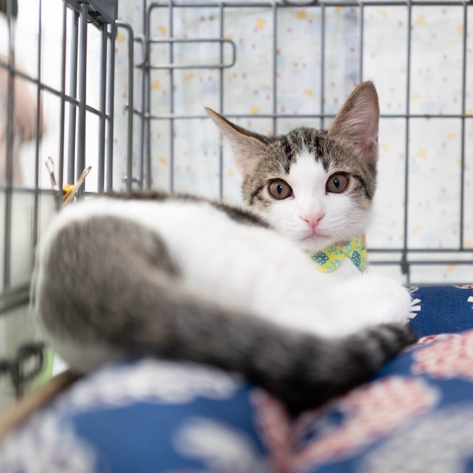 thumbnail-6