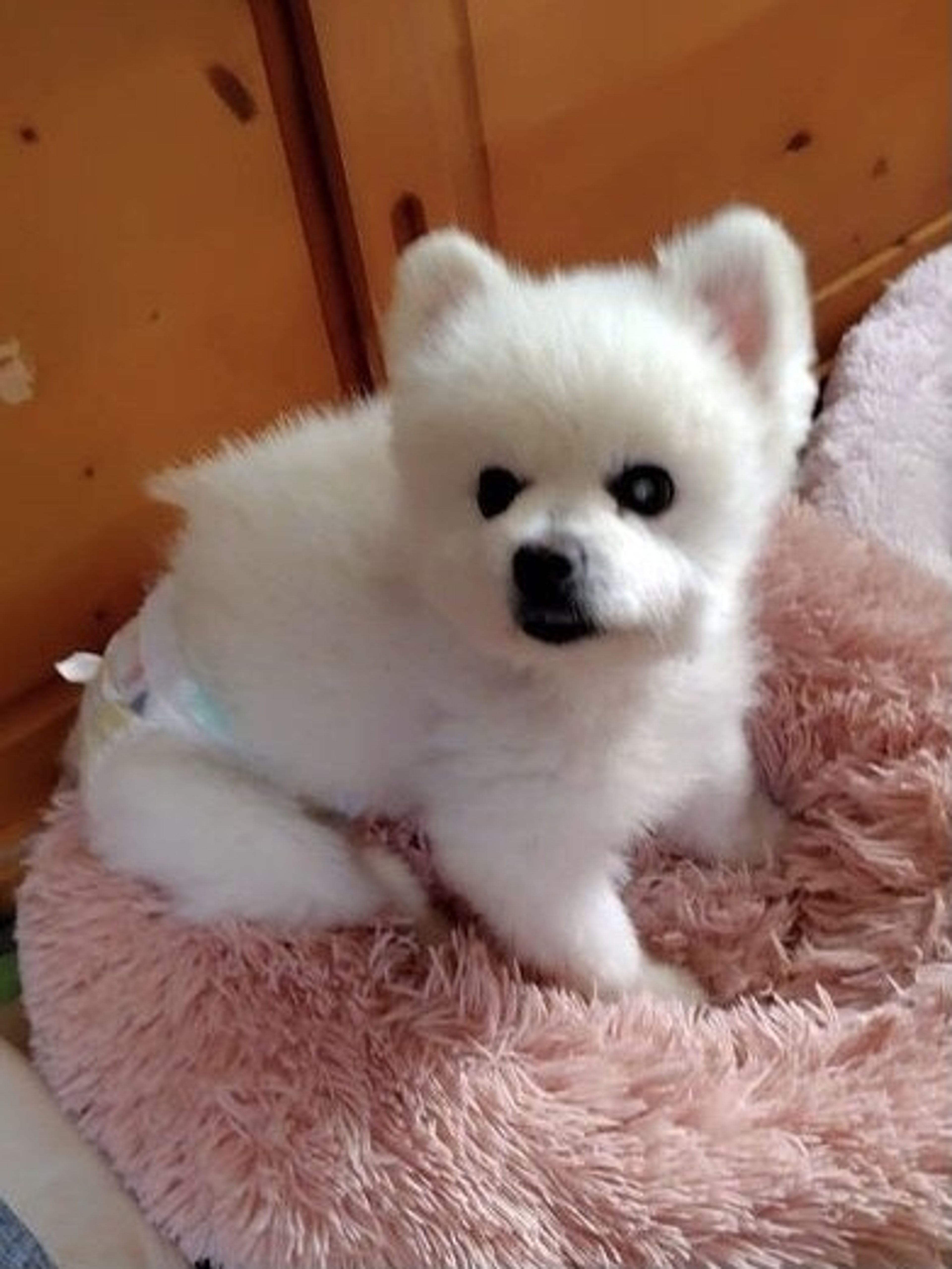 pet-image-2