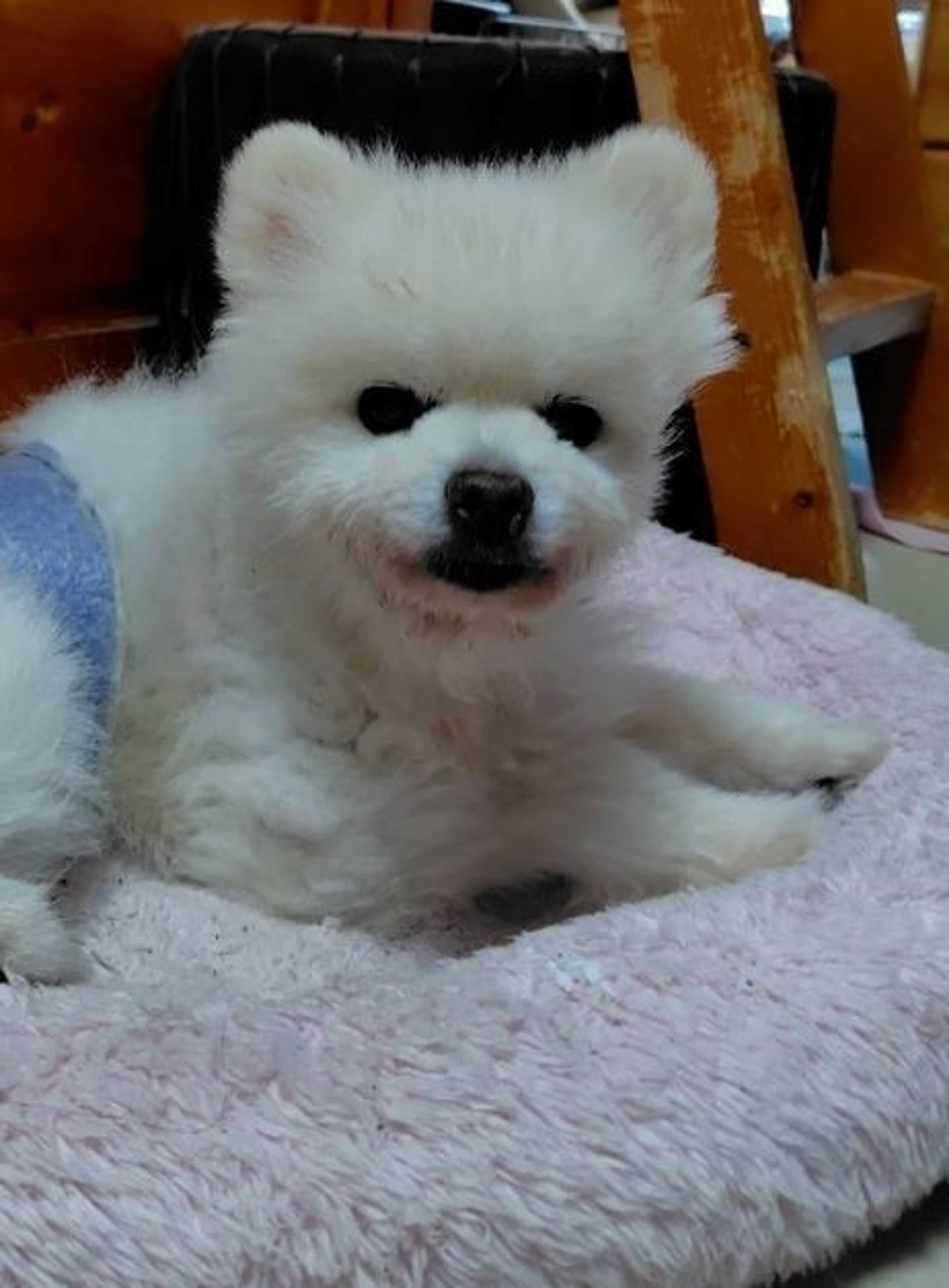 pet-image-3