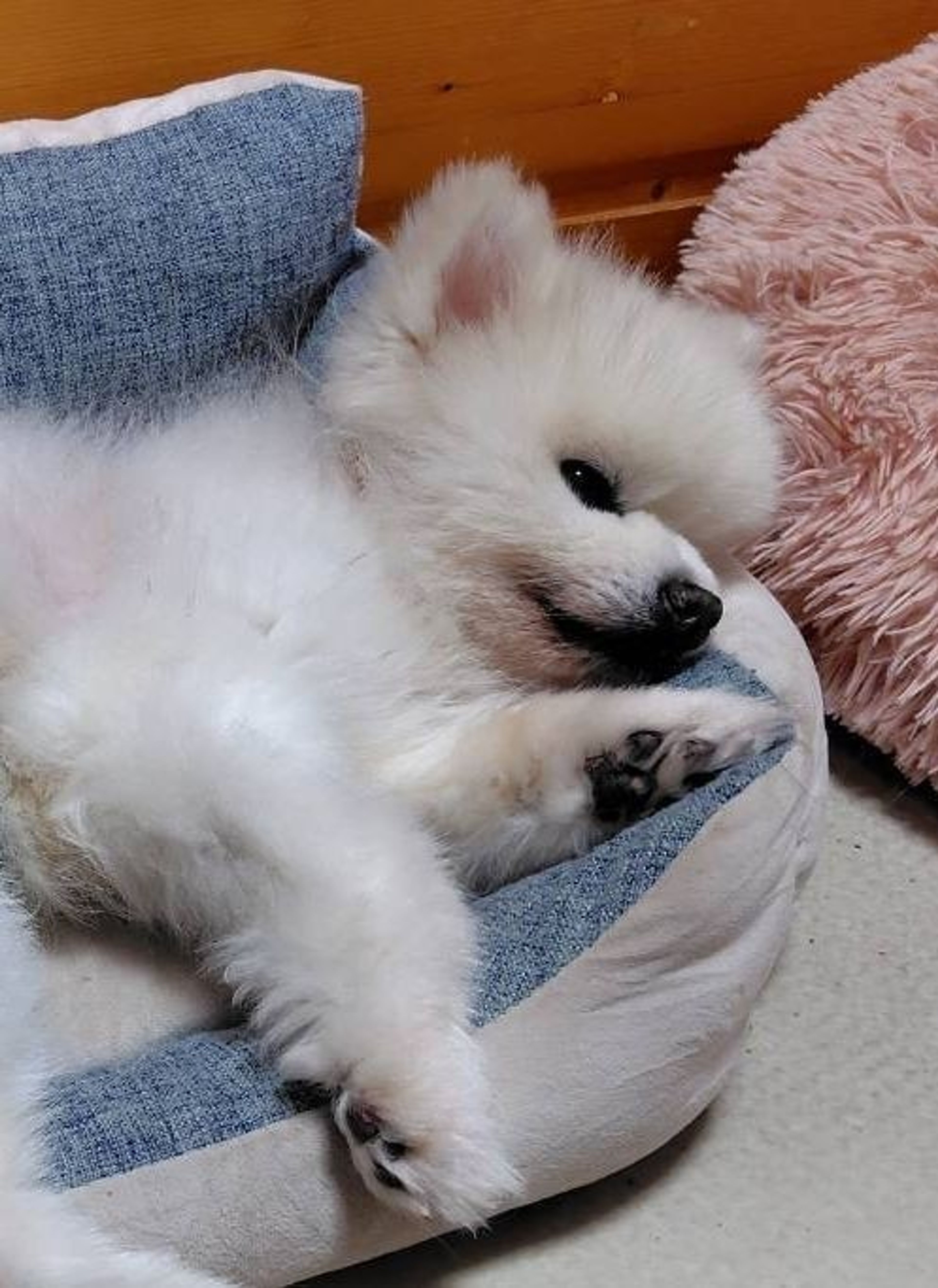pet-image-4