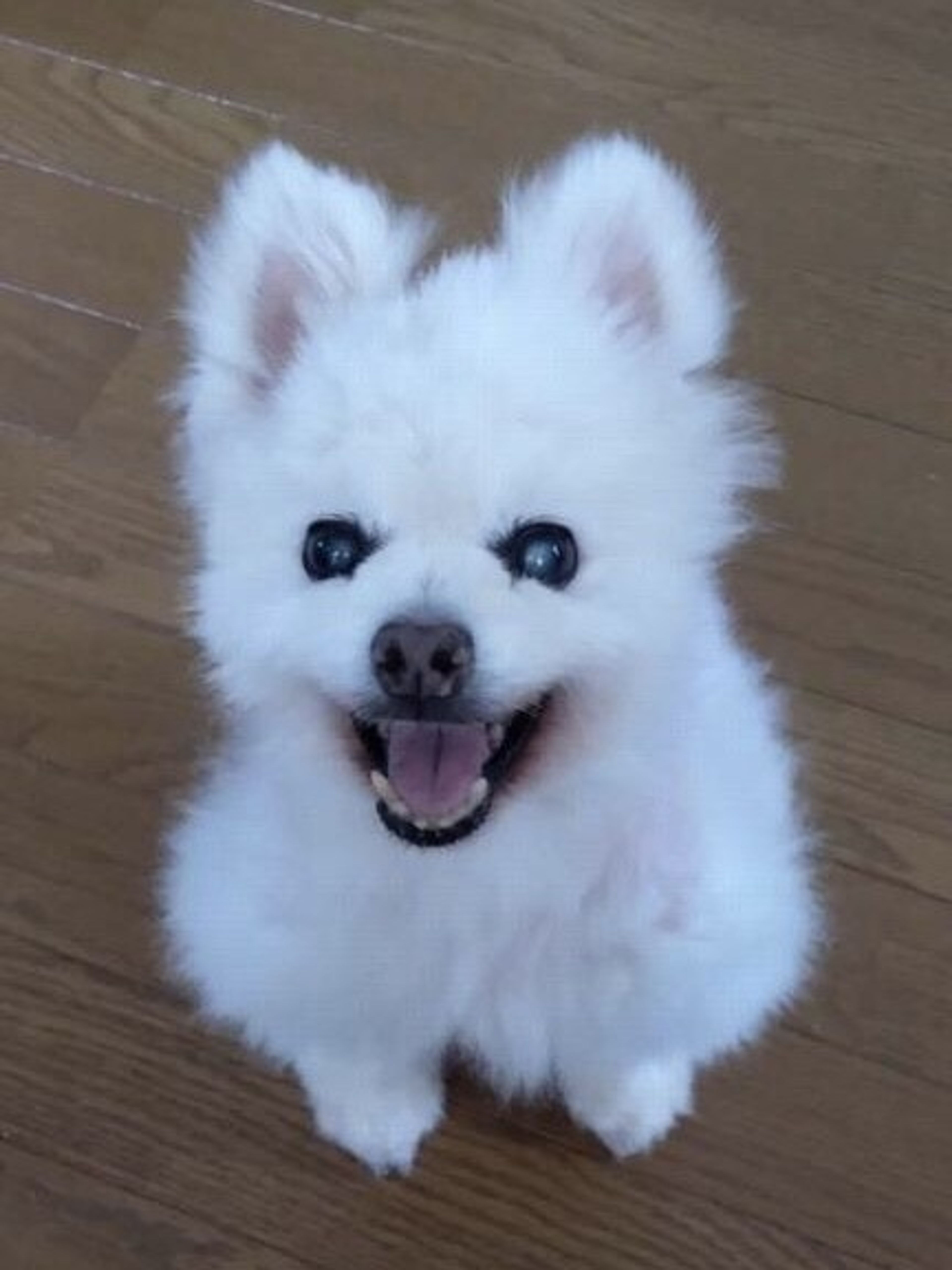pet-image-5