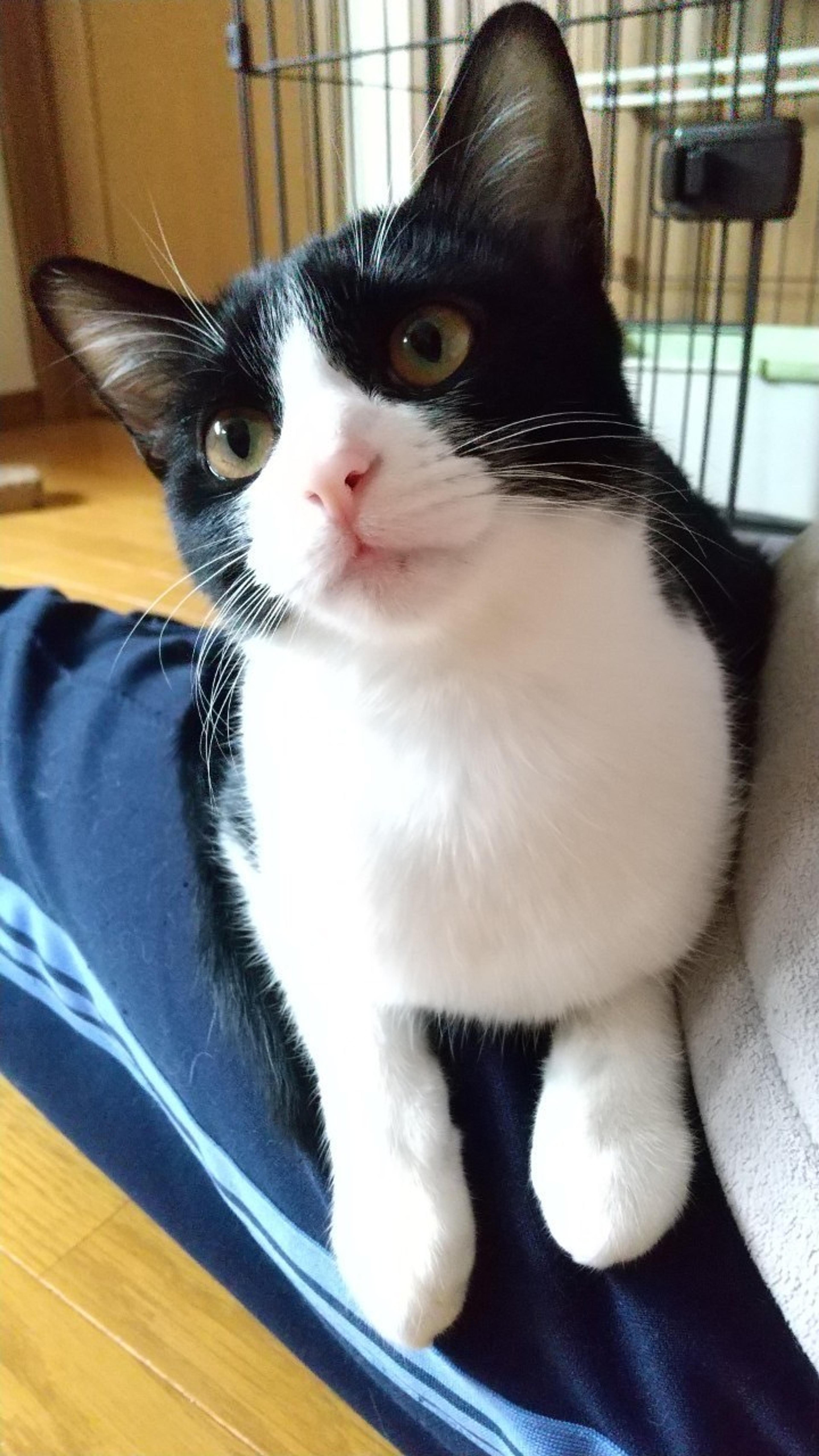 pet-image-2