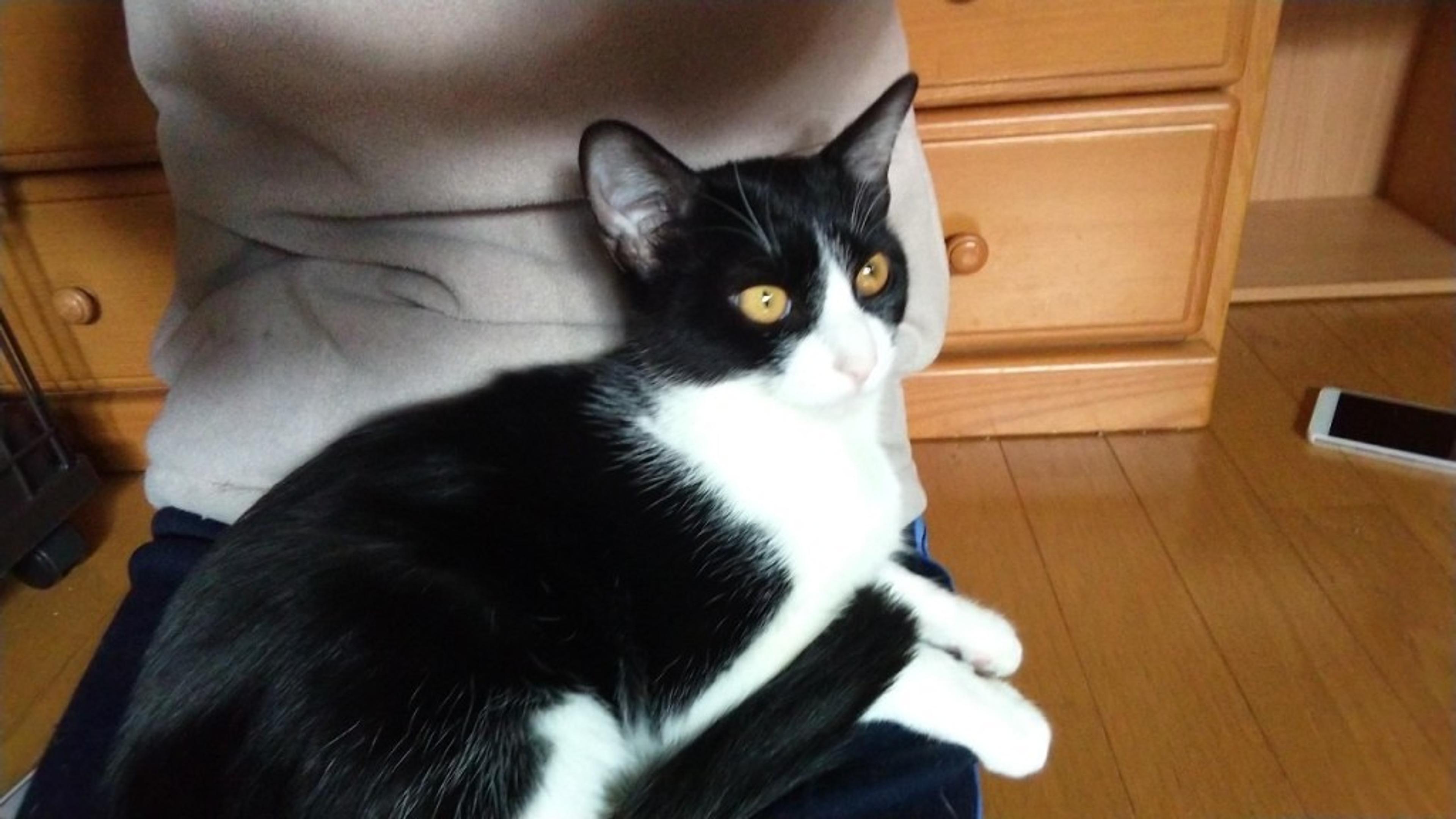 pet-image-3