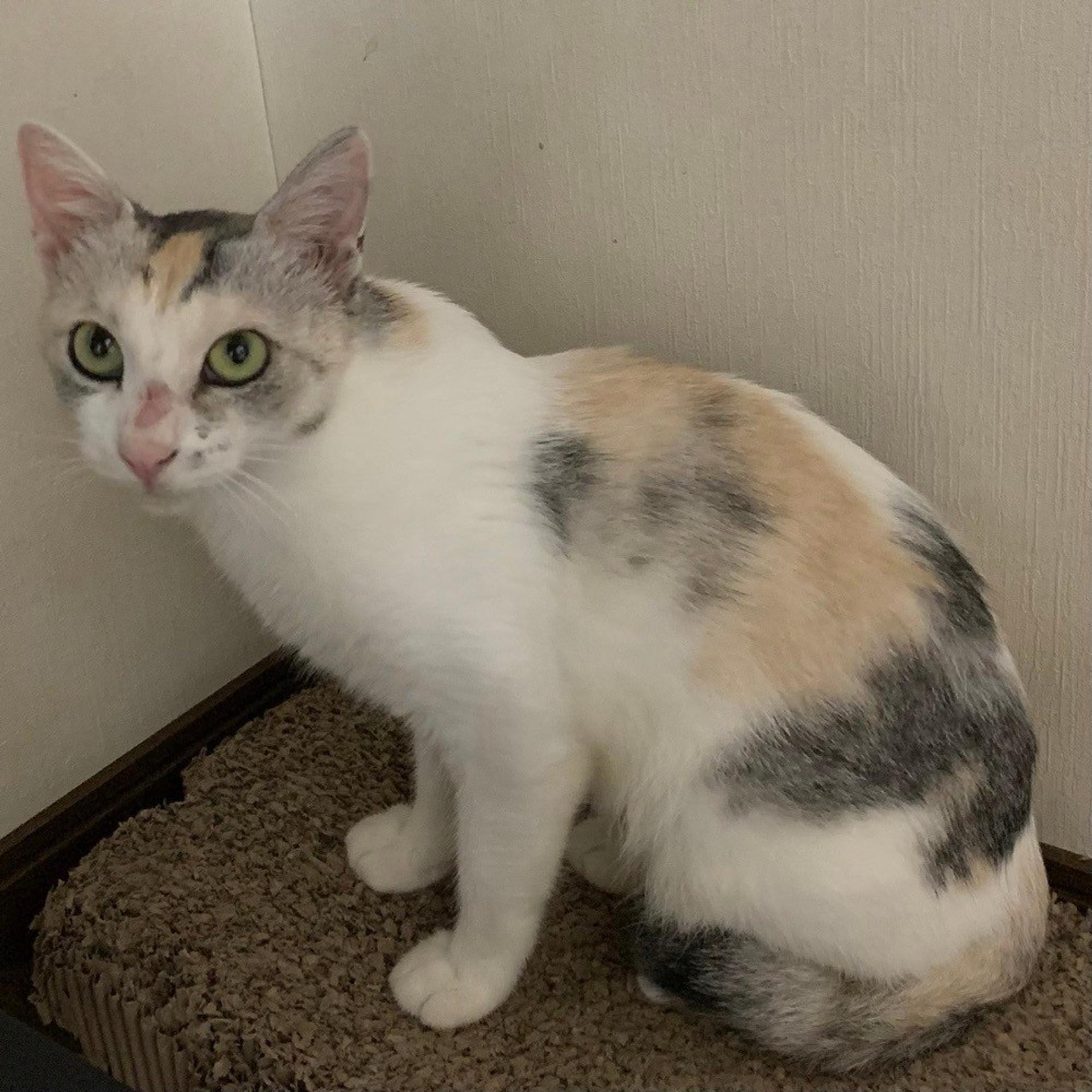 pet-image-3