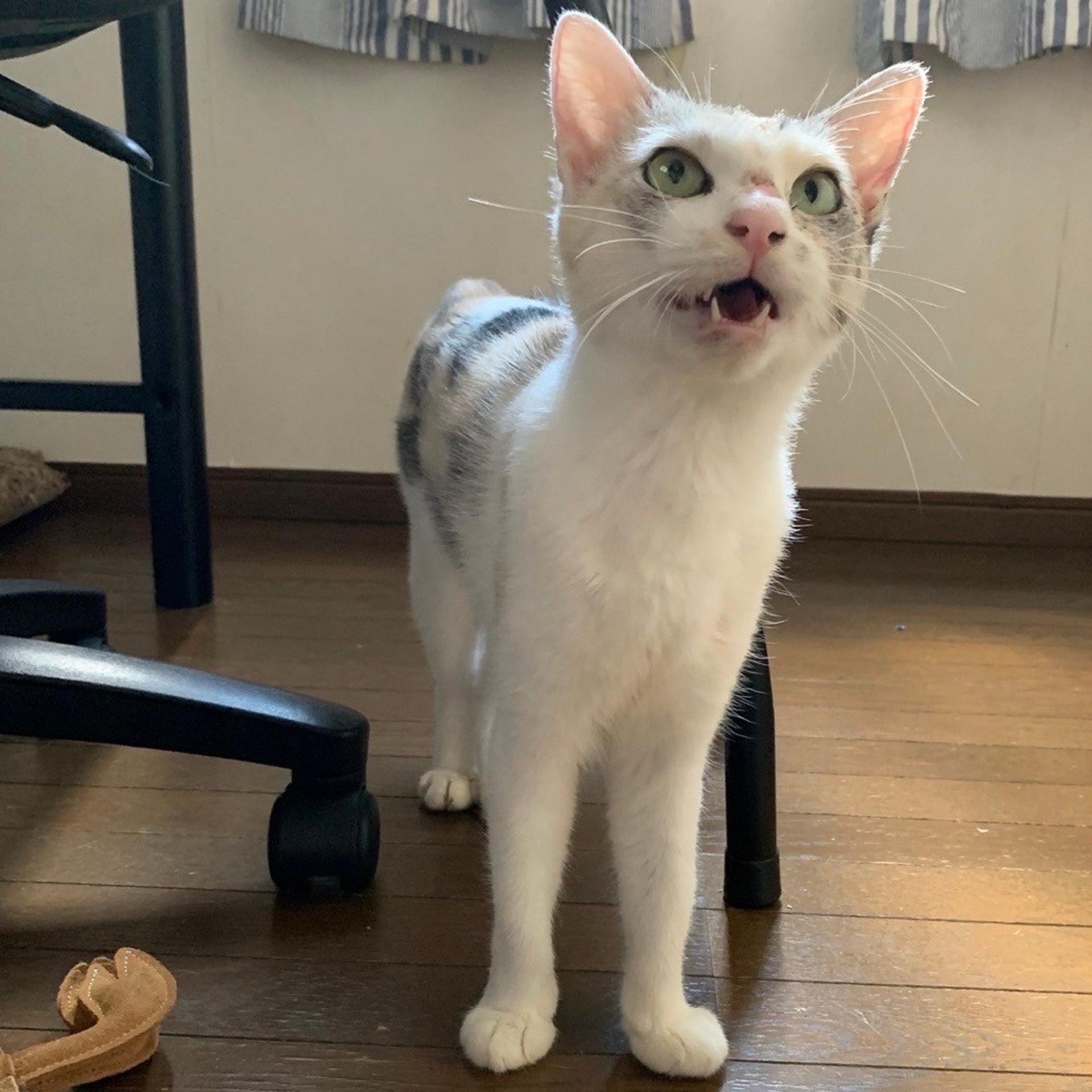 pet-image-5