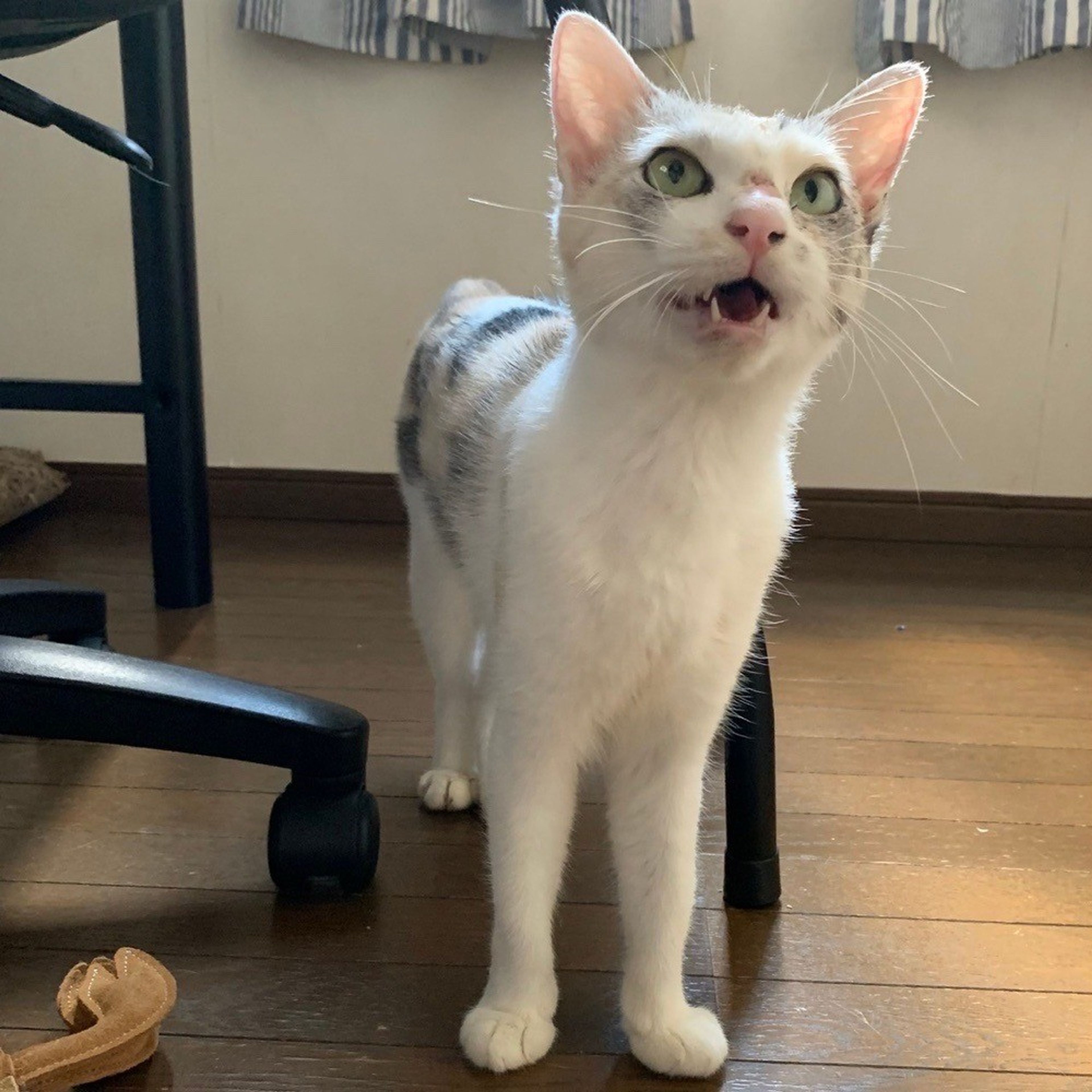 pet-image-5