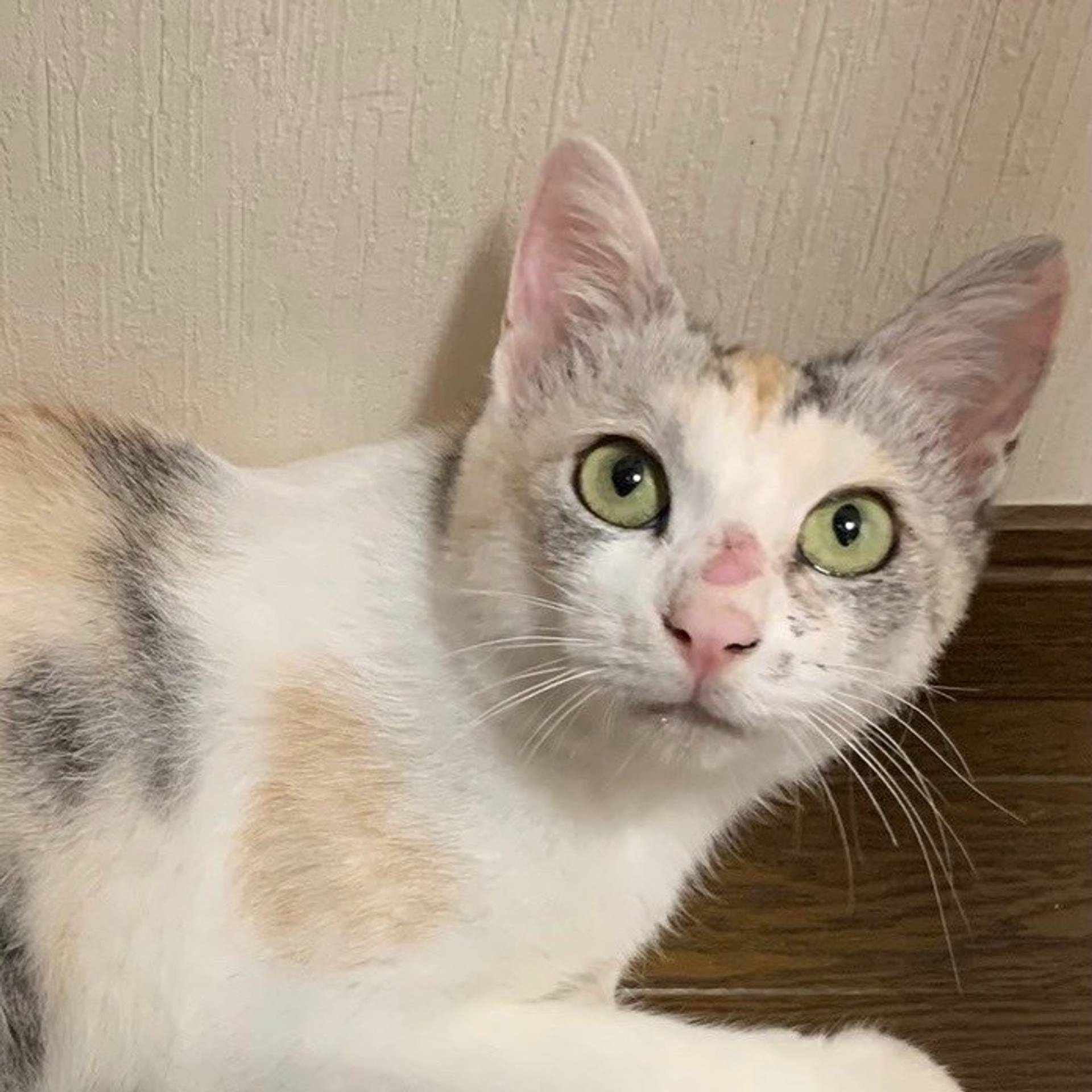 雑種（ミックス猫）・メスの里親募集の写真