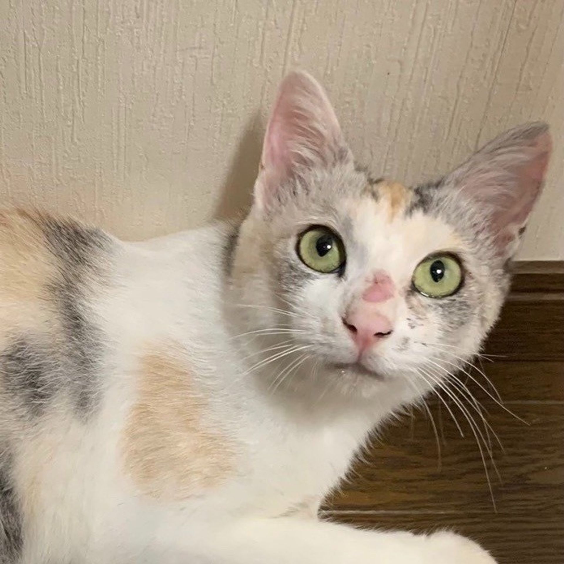 雑種（ミックス猫）・メスの里親募集の写真