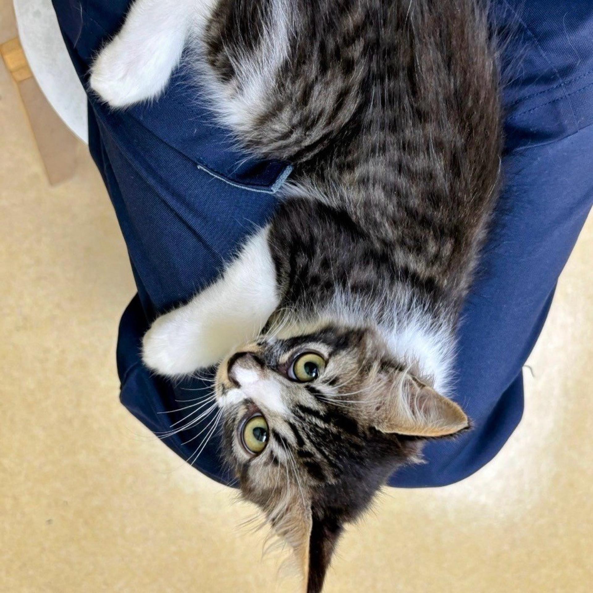 pet-image-6