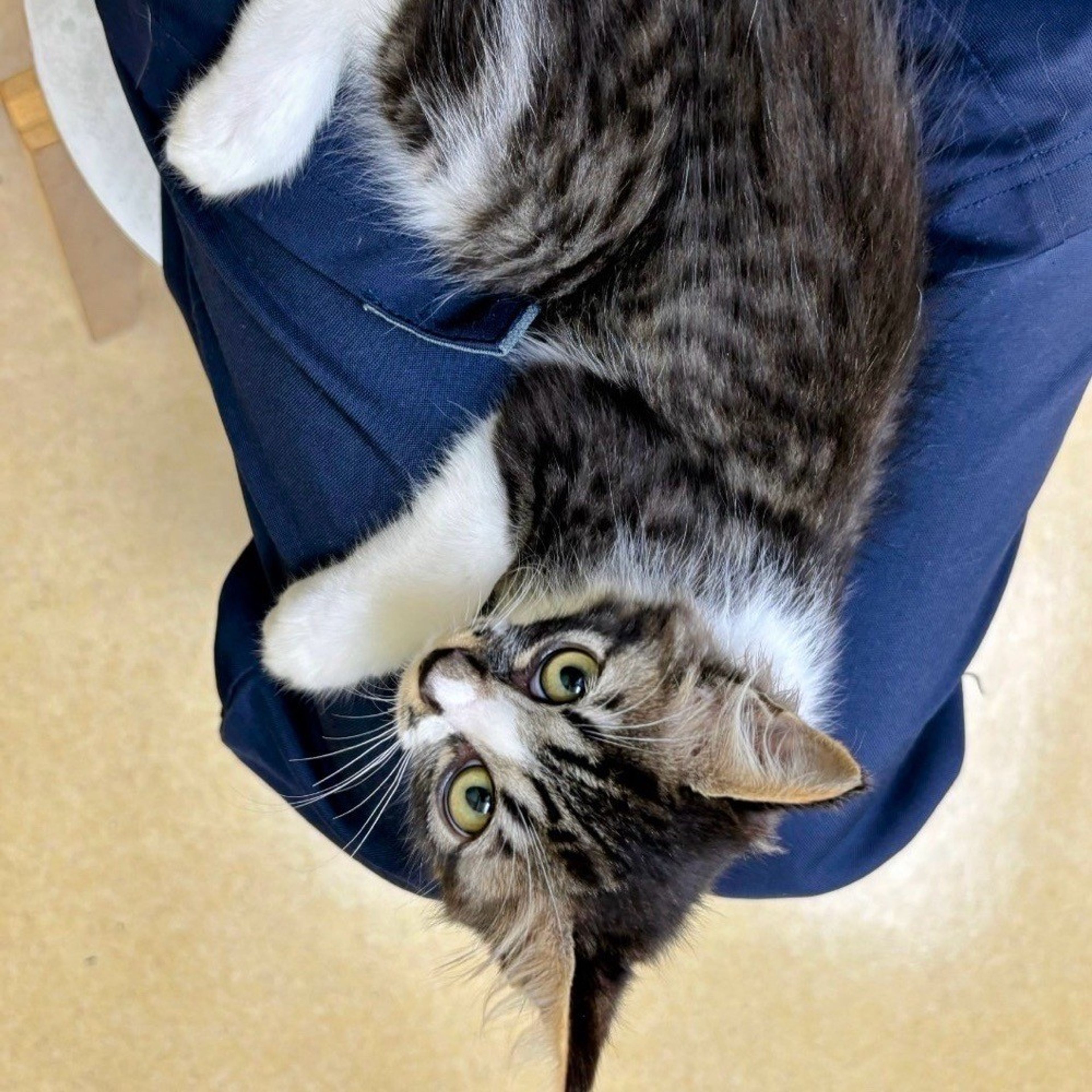 pet-image-6