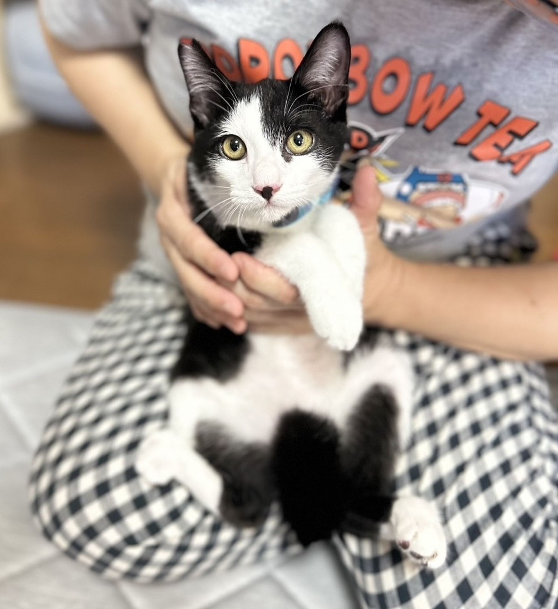 雑種（ミックス猫）・オスの里親募集の写真