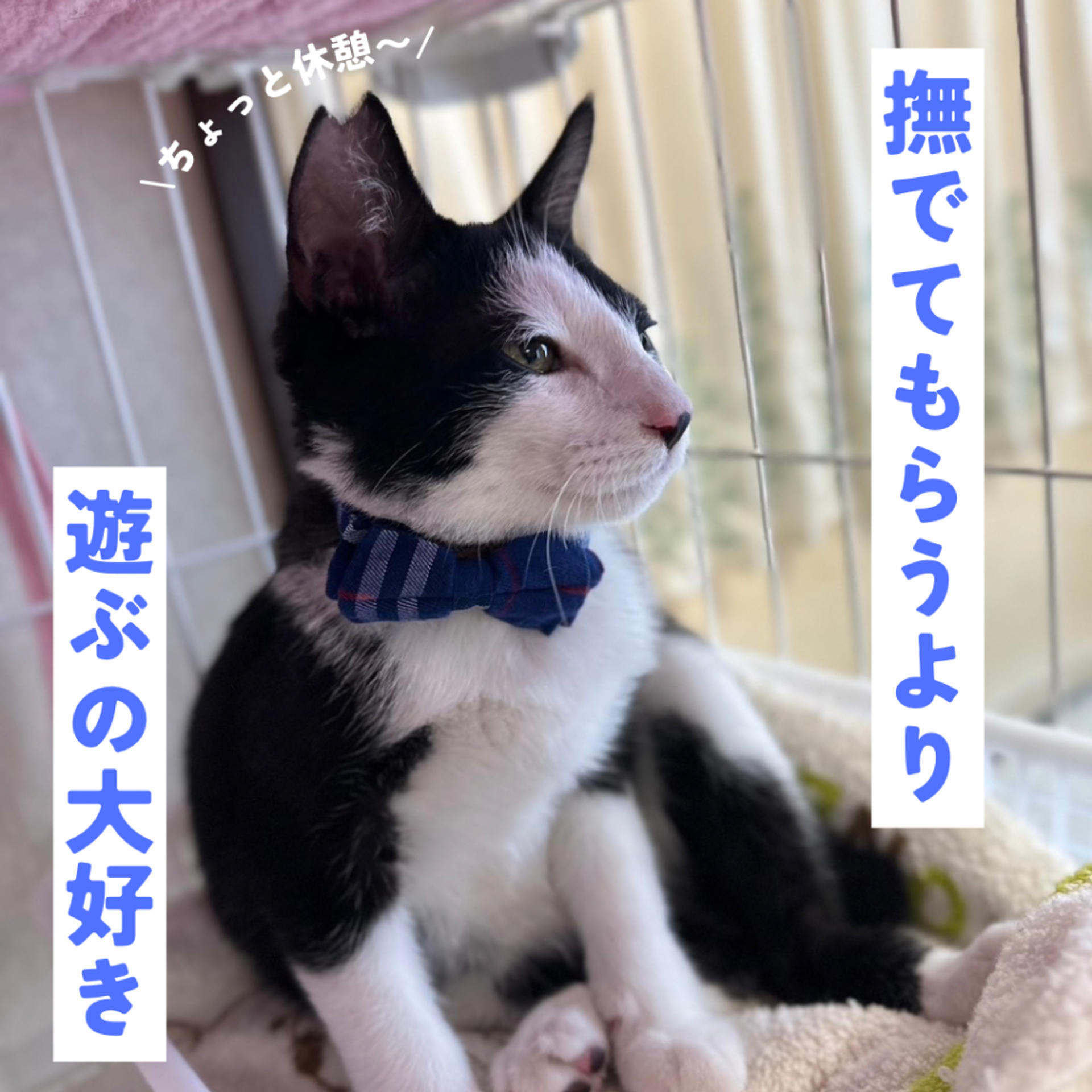 pet-image-5