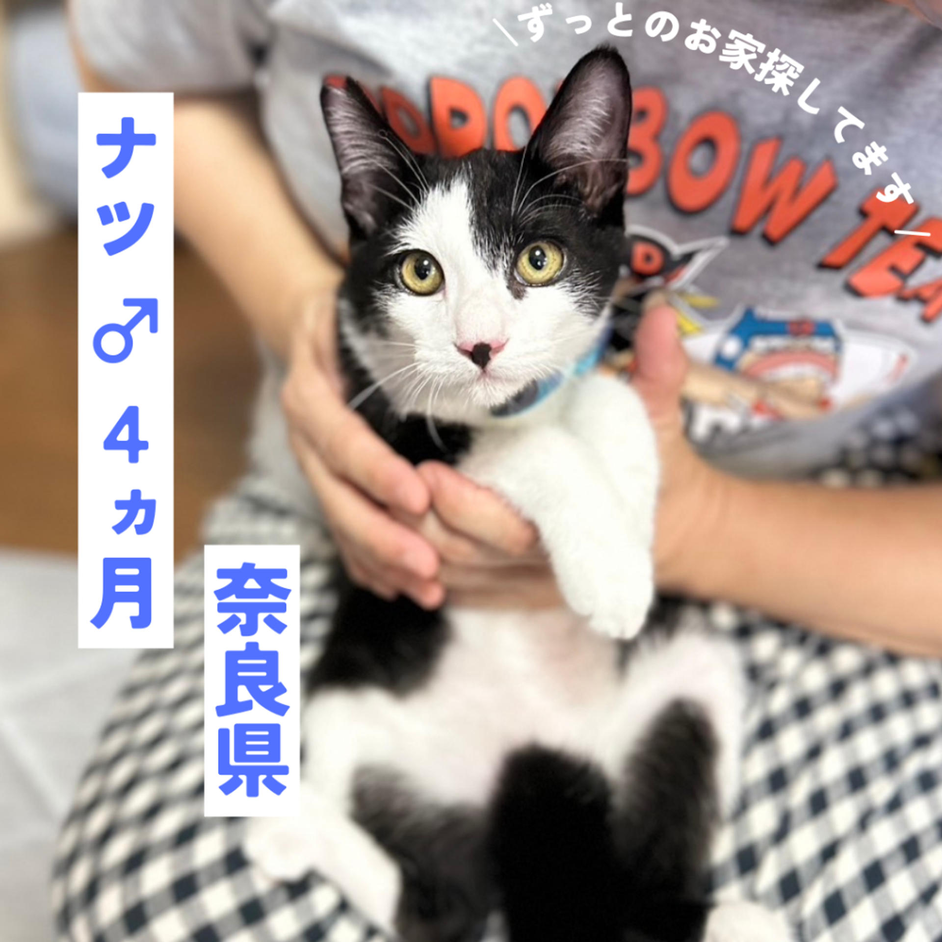 pet-image-2