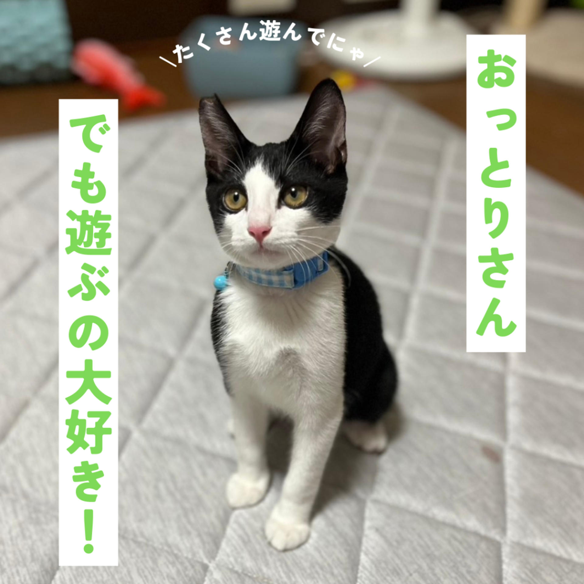 pet-image-3