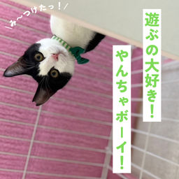 thumb-5